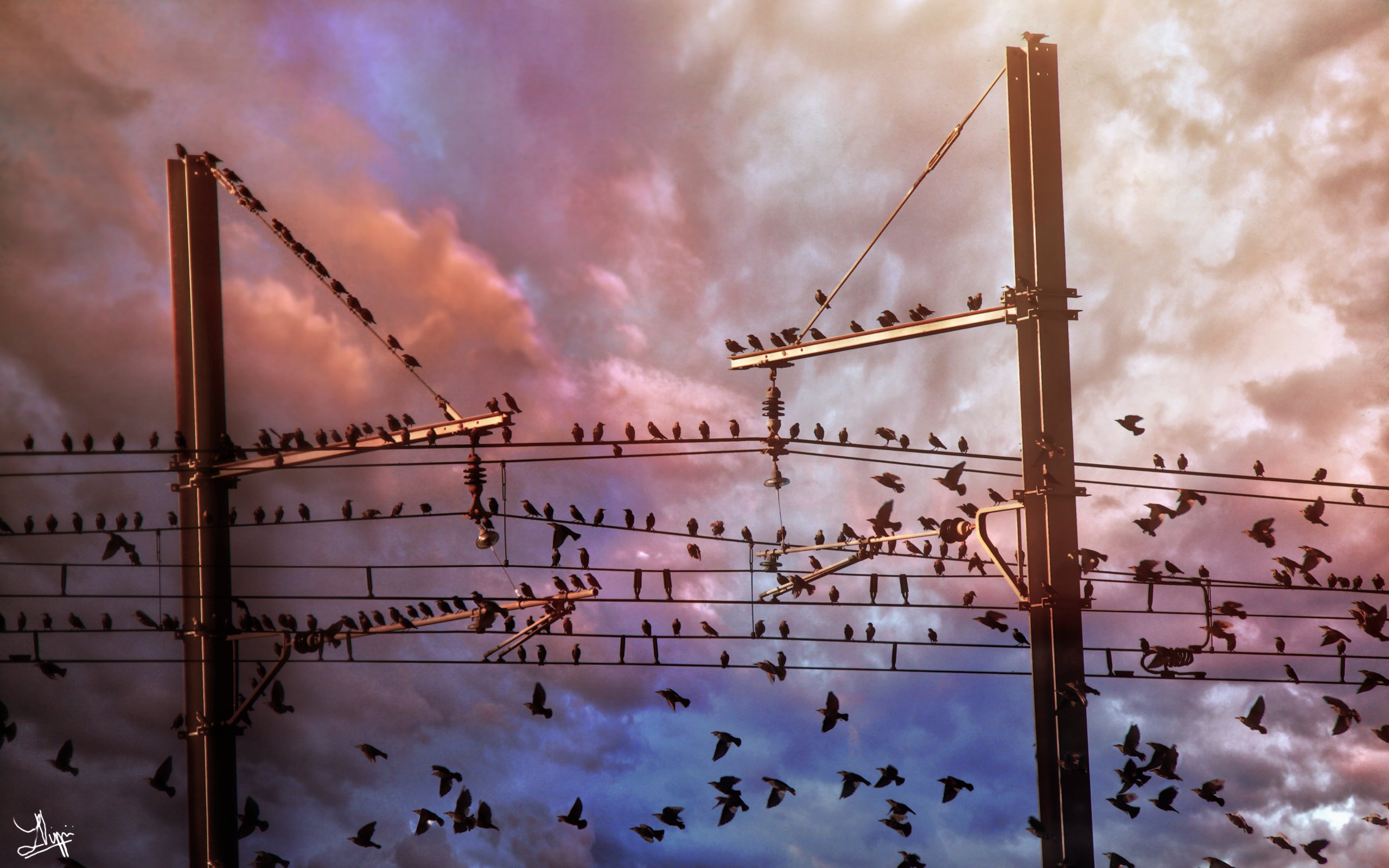 animal, bird, wire, birds phone wallpaper
