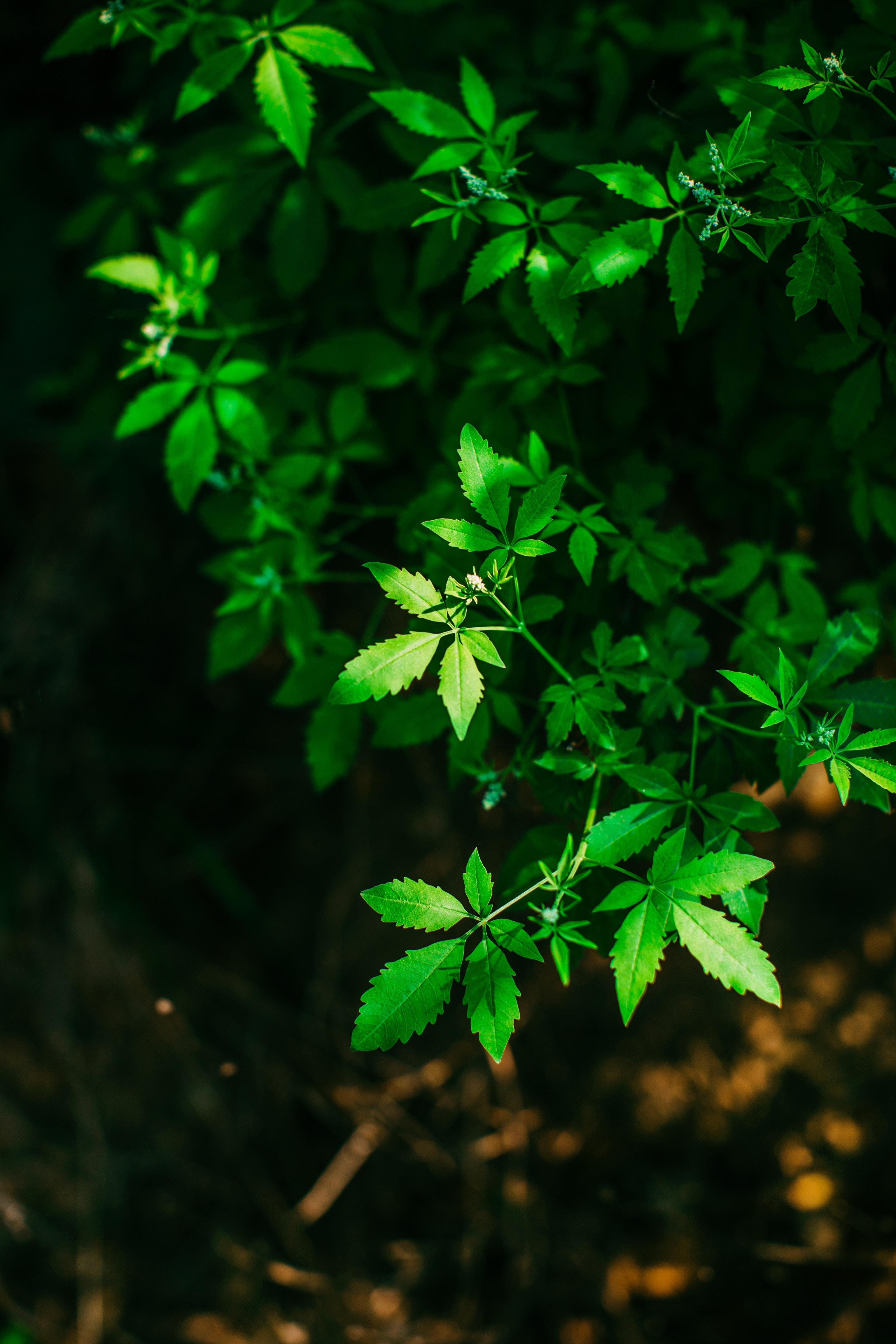 branches, carved, blur, green, leaves, plant, macro, smooth
