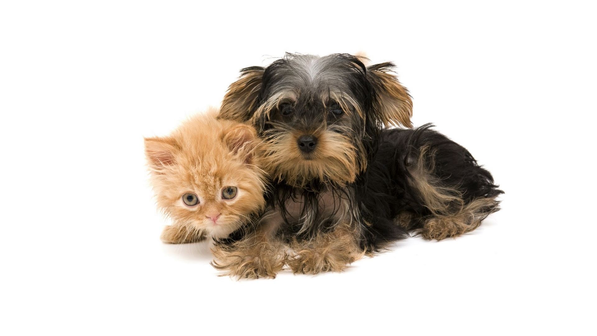 871367 baixar imagens animais, gato & cão, animal bebê, gato, fofo, cão, gatinho, amor, yorkshire terrier - papéis de parede e protetores de tela gratuitamente
