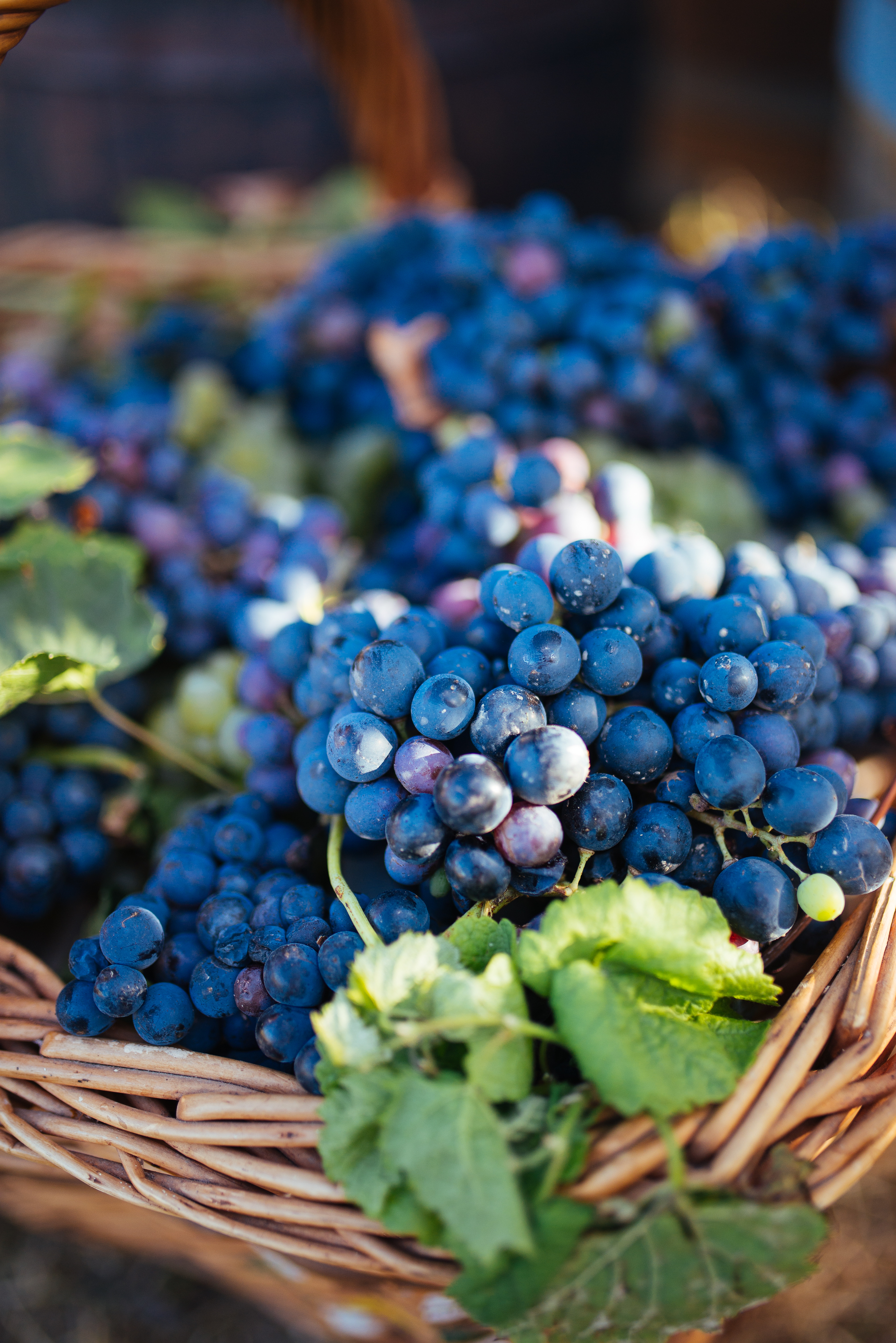 Download mobile wallpaper Grapes, Leaves, Basket, Food, Vine, Fruit for free.