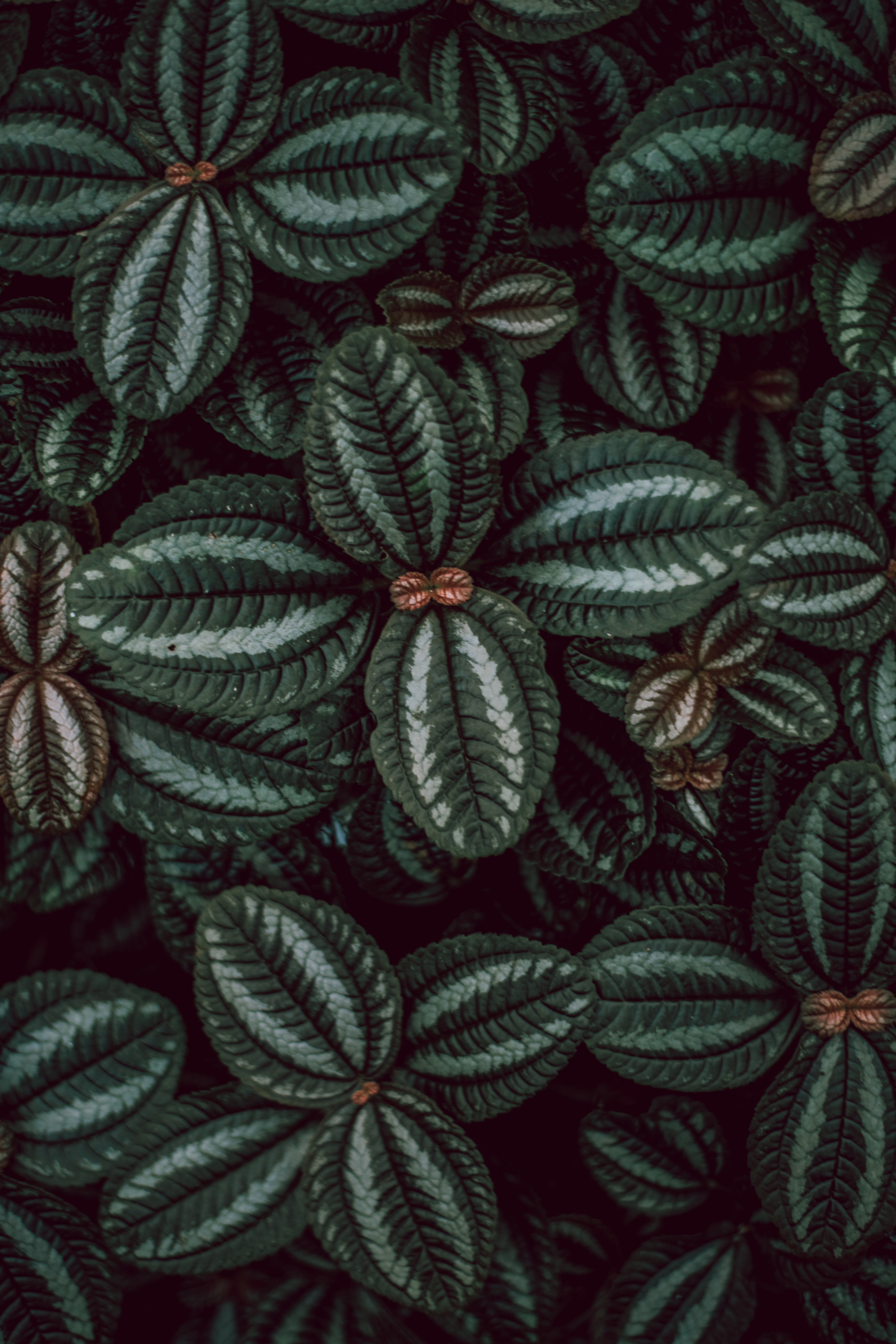 leaves, plant, macro, surface, stripes, streaks