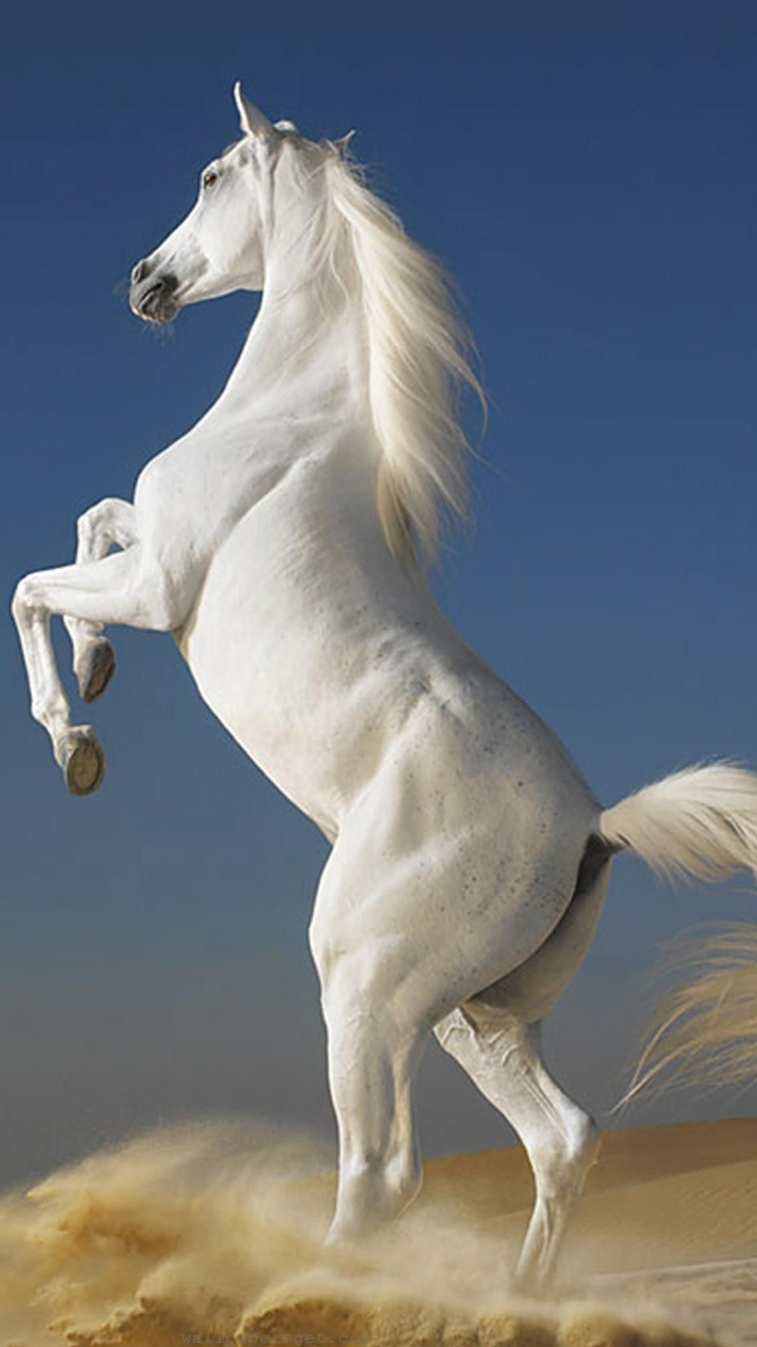 Белый конь Мем