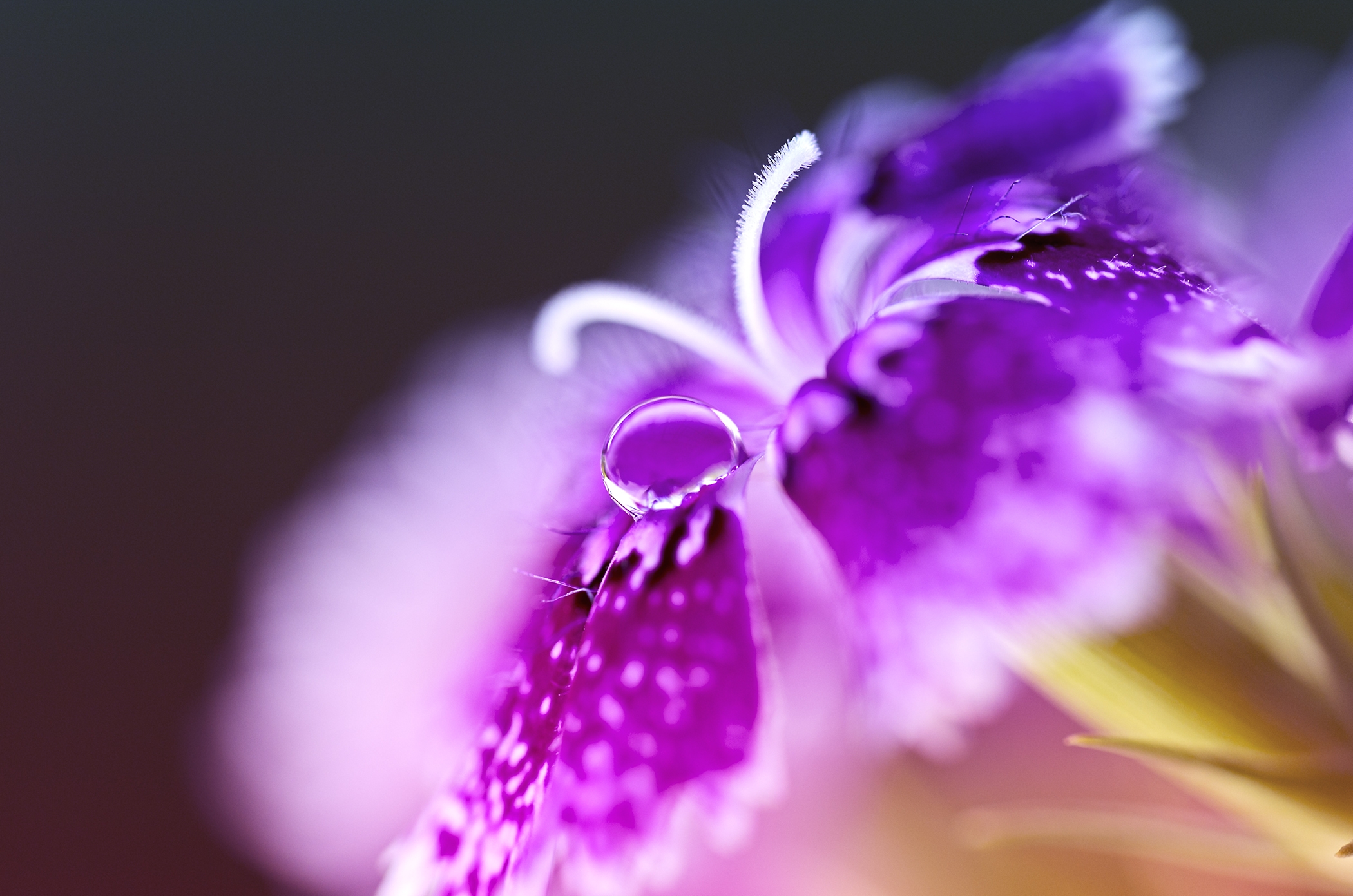 Laden Sie das Blume, Makro, Drop, Nelke, Türkisch, Ein Tropfen-Bild kostenlos auf Ihren PC-Desktop herunter