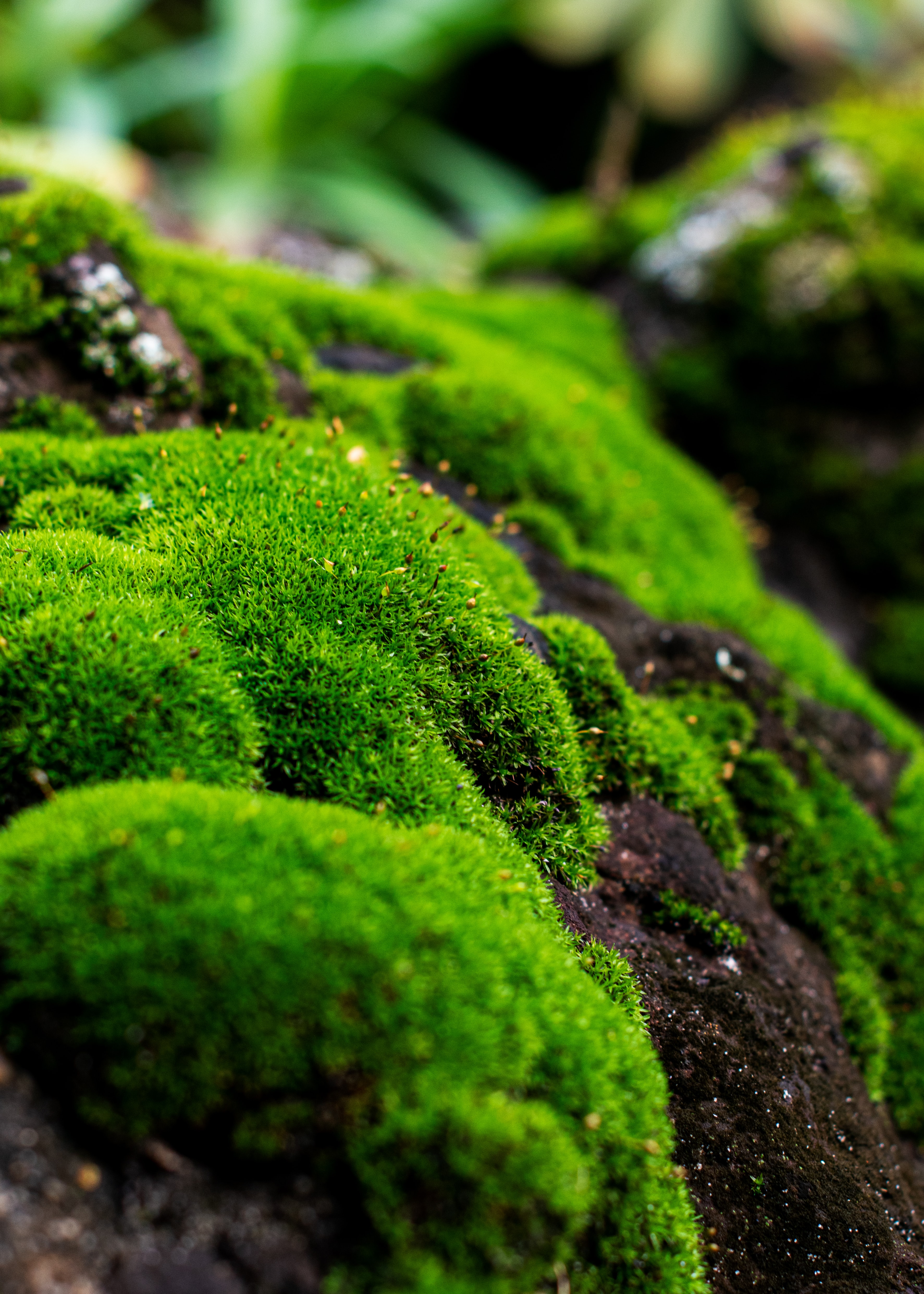 moss, plant, macro, lichen