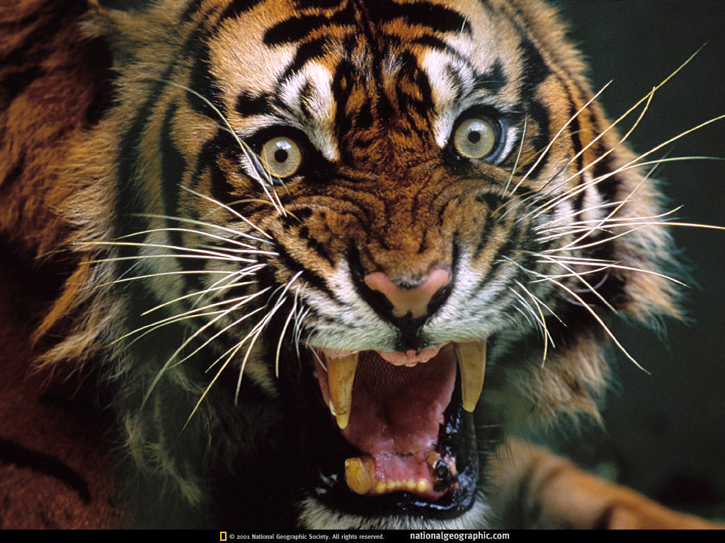 tiger, animal, teeth 1080p