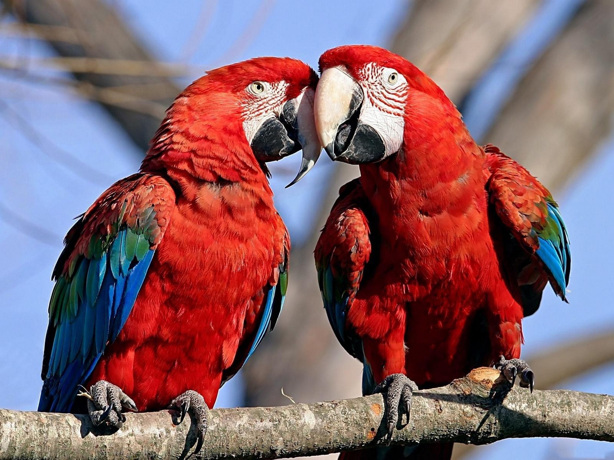 278729壁紙のダウンロード動物, 赤と緑のコンゴウインコ, 鳥-スクリーンセーバーと写真を無料で