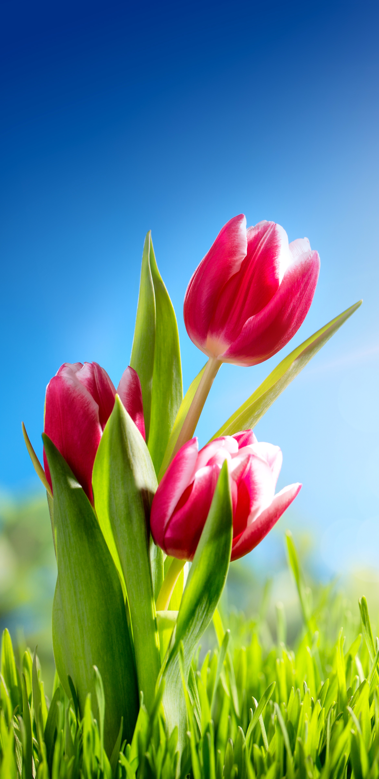 1132072 descargar imagen tierra/naturaleza, tulipán, naturaleza, flor, flor rosa, rayo de sol, frijol de sol, soleado, hierba, césped, flores: fondos de pantalla y protectores de pantalla gratis