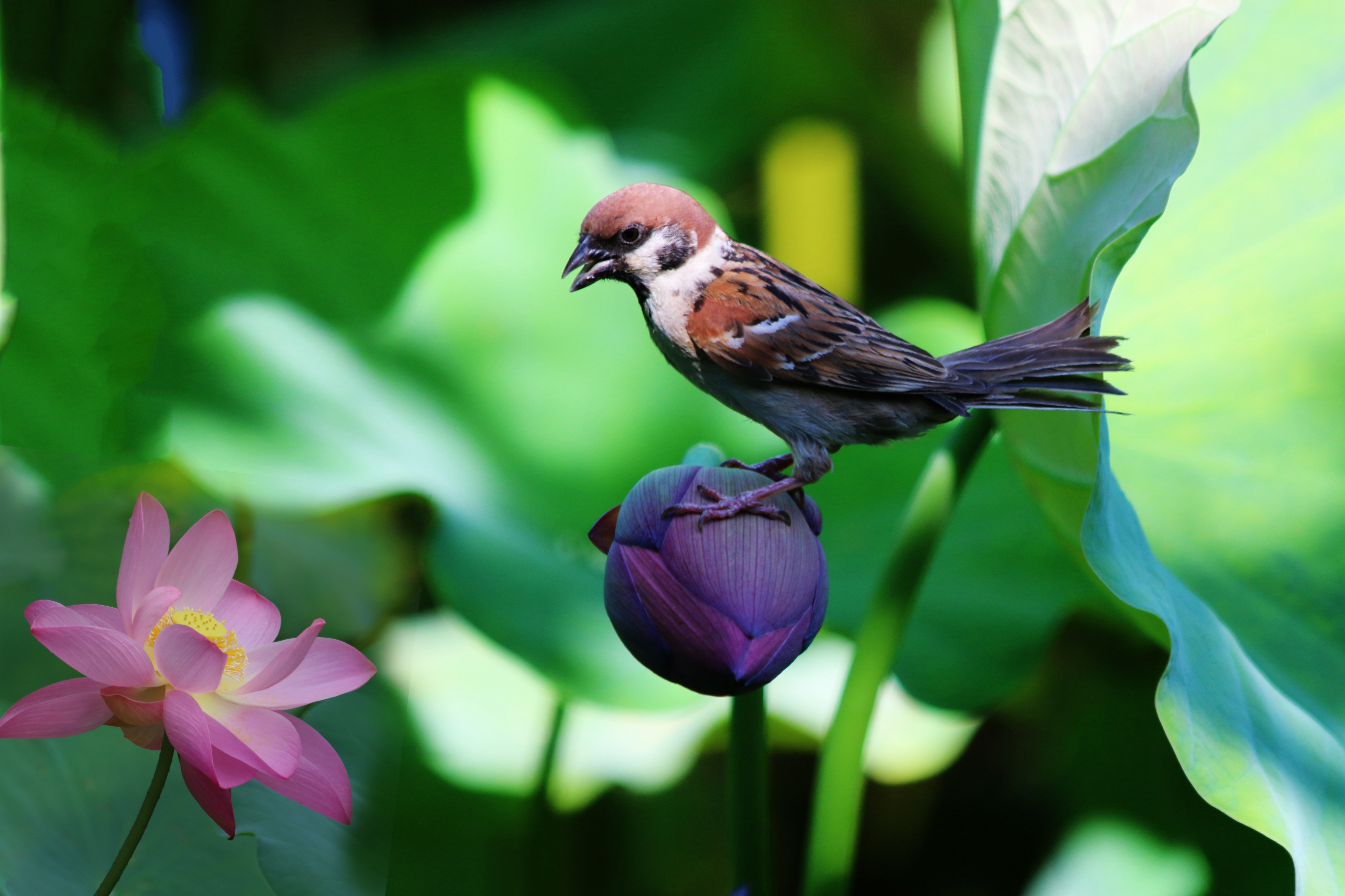 Download mobile wallpaper Flowers, Lilies, Bird, Animals, Sparrow for free.