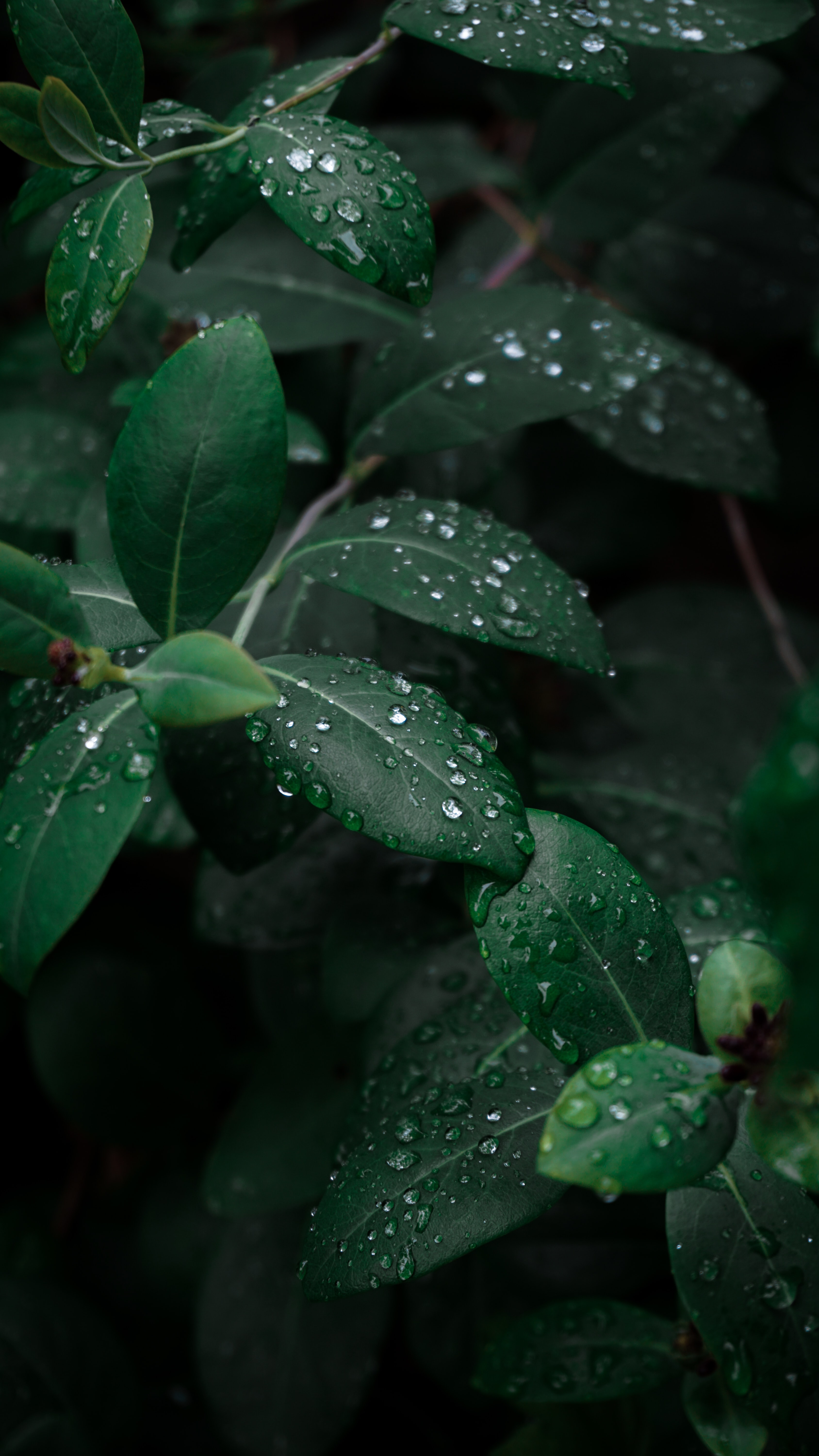 drops, leaves, macro, dark, branches, dew Desktop Wallpaper