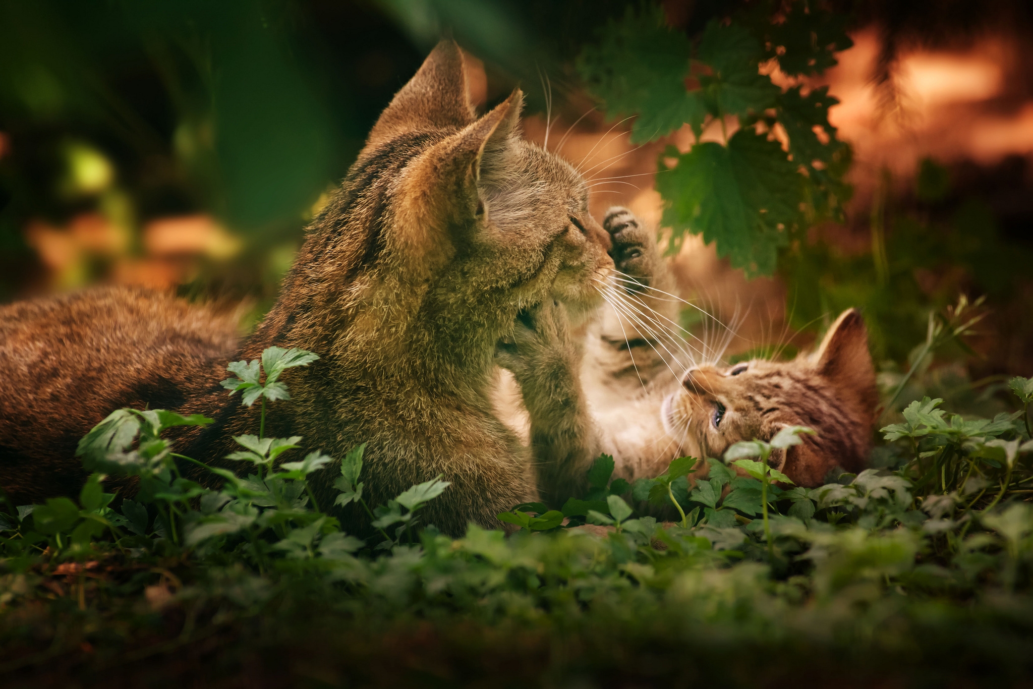 Download mobile wallpaper Playful, Grass, Animals, Pair, Couple, Cats for free.