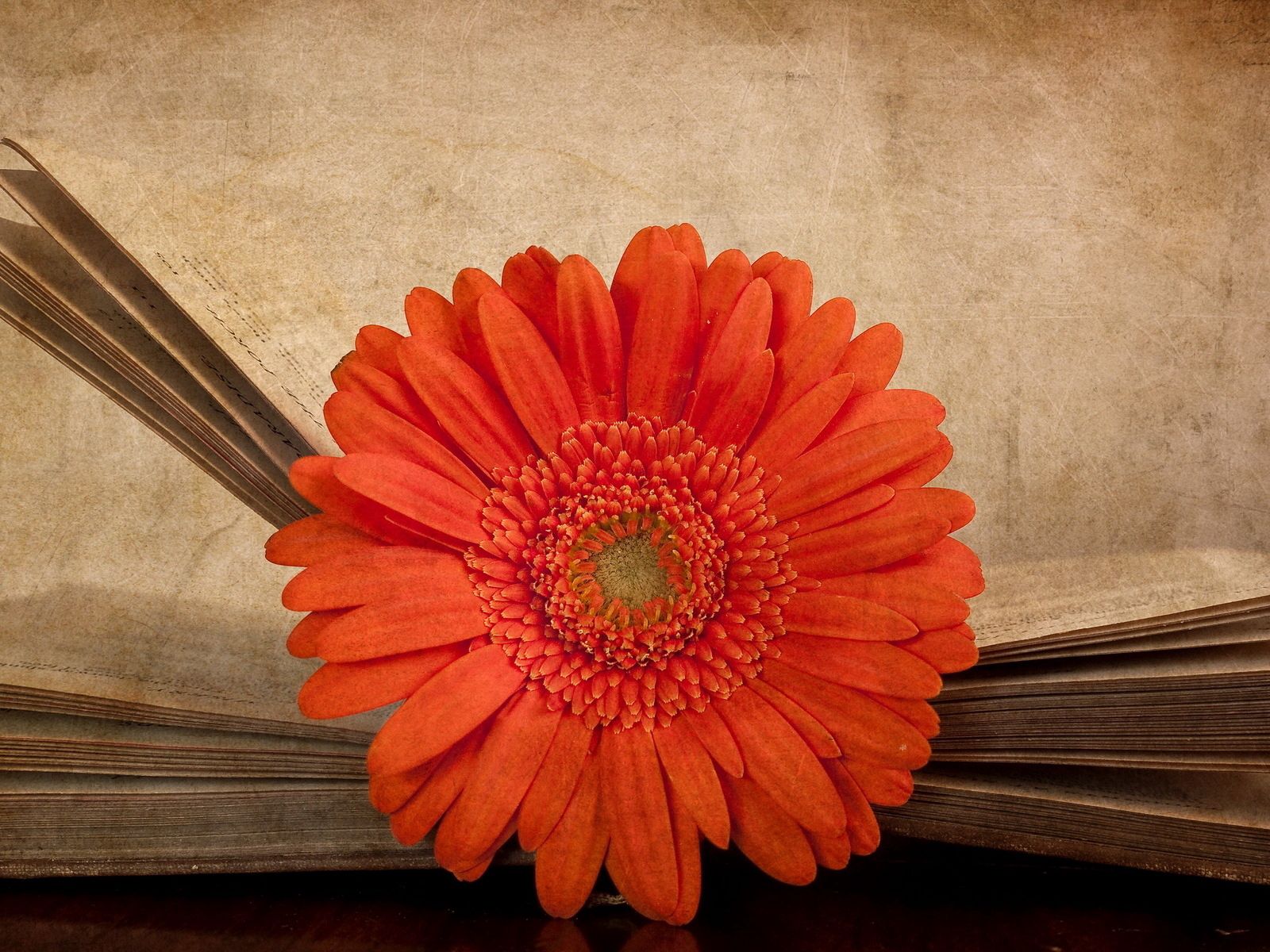 Download mobile wallpaper Flower, Flowers, Gerbera, Book for free.