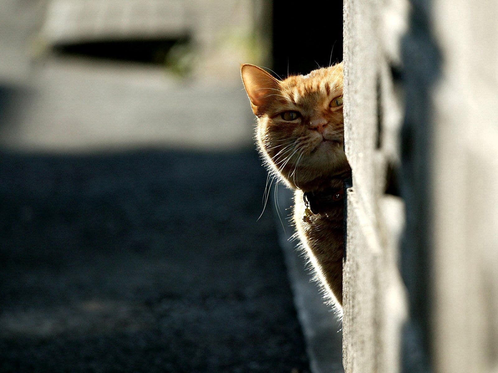 Download mobile wallpaper Peek Out, Animals, Look Out, Cat, Light, Shine for free.
