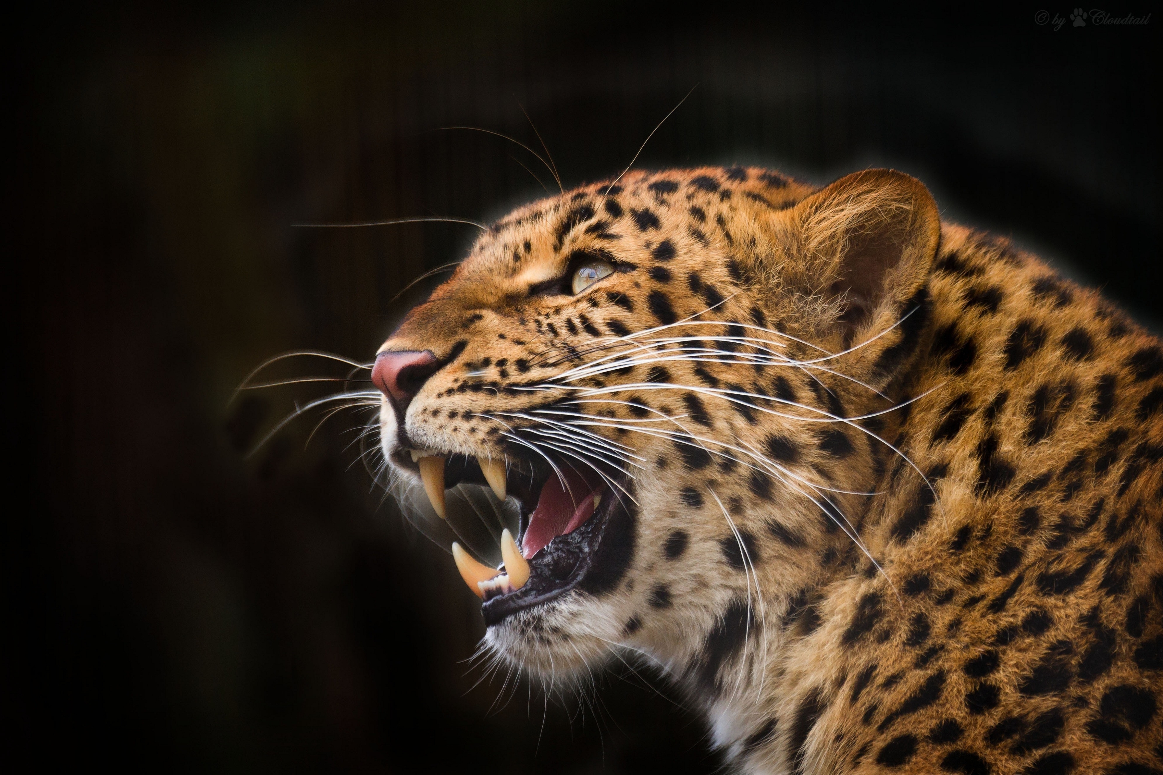 Download mobile wallpaper To Fall, Mouth, Predator, Fangs, Leopard, Grin, Animals, Black Background for free.