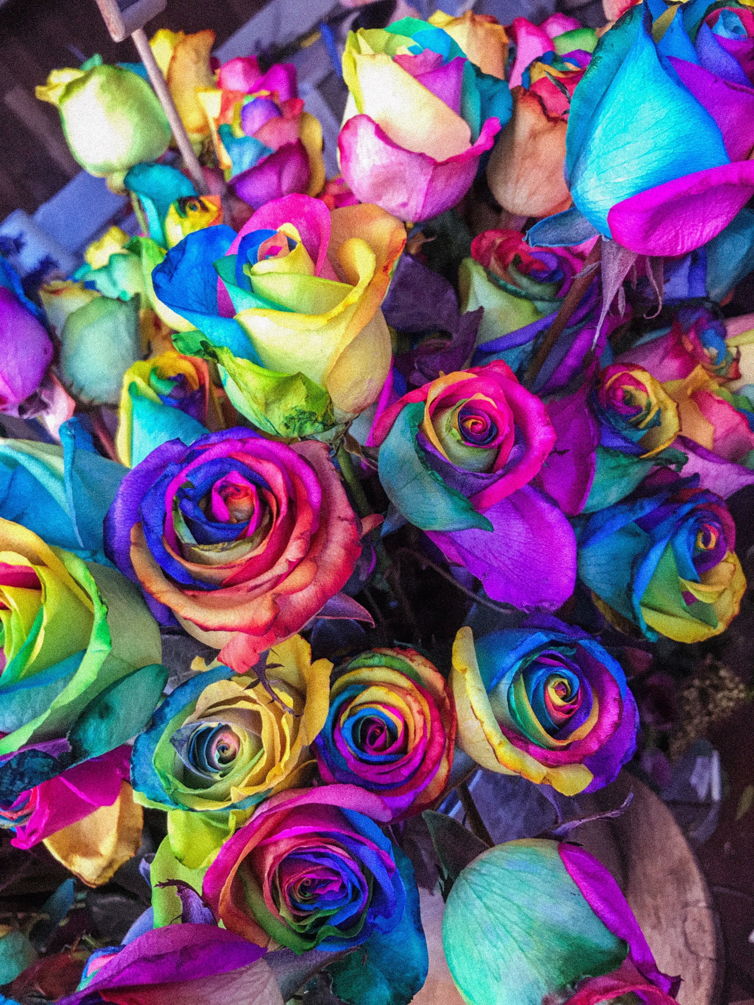 colourful, colorful, flowers, roses, multicolored, motley, bouquet Aesthetic wallpaper