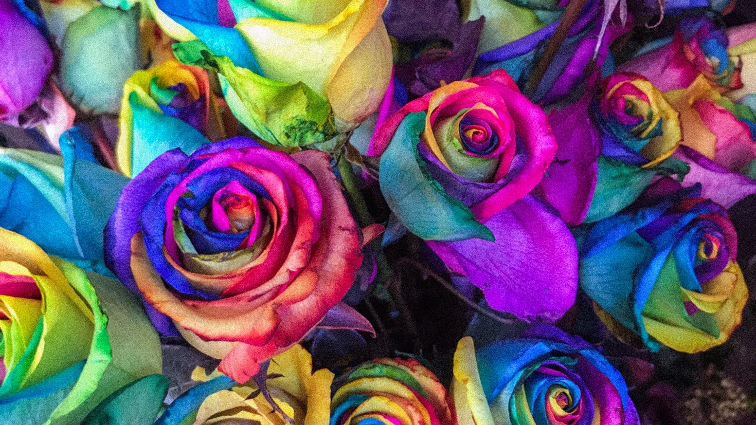 Красивые розы разноцветные фото на рабочий стол
