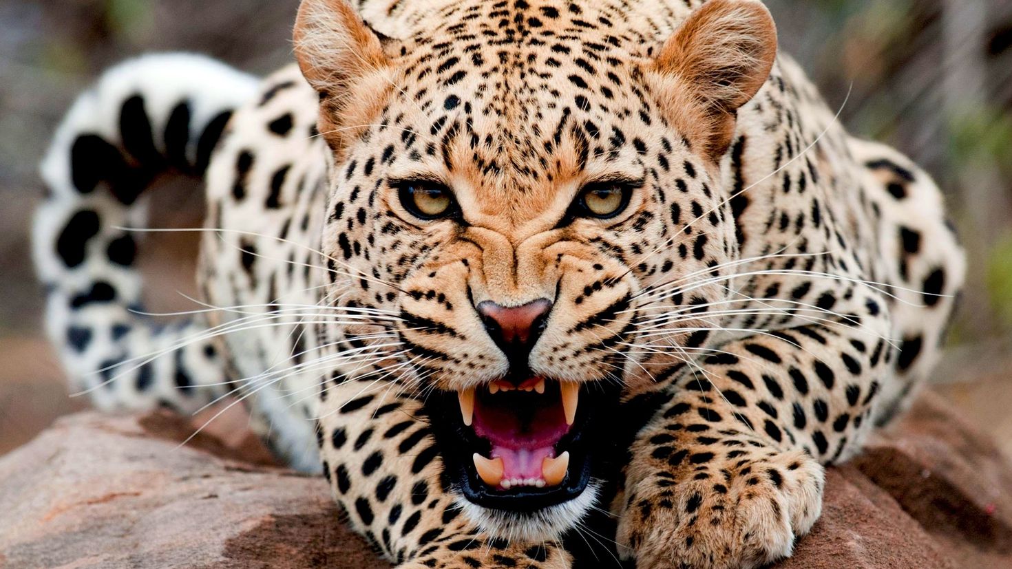 Очень много крупных и быстрых животных. Красивые животные. Красивые Дикие животные. Леопард. Самые красивые животные.