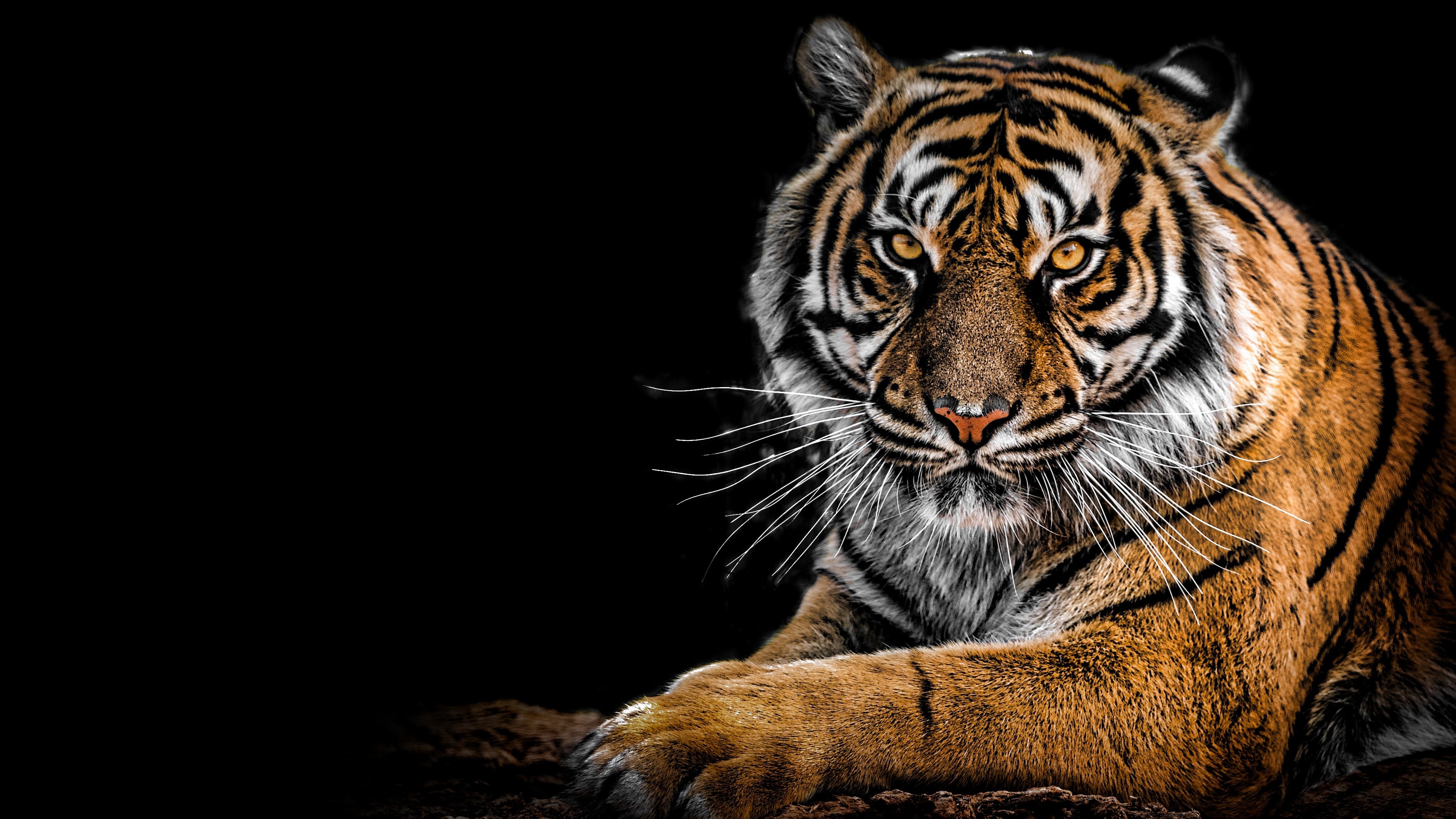 460943 Bild herunterladen tiere, tiger, sibirischer tiger, katzen - Hintergrundbilder und Bildschirmschoner kostenlos