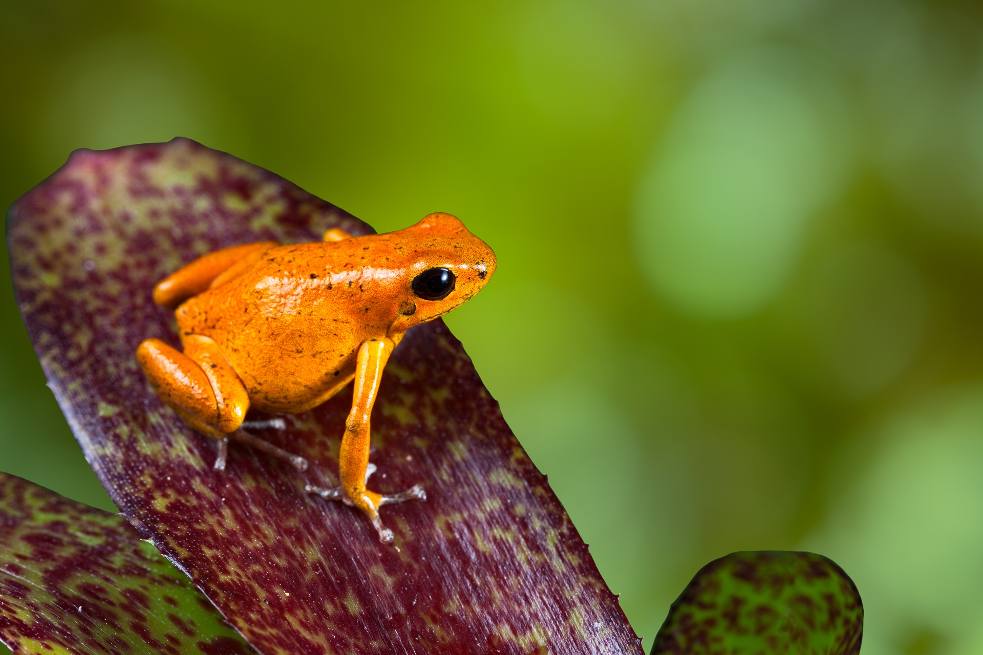 Оранжевая жаба фото