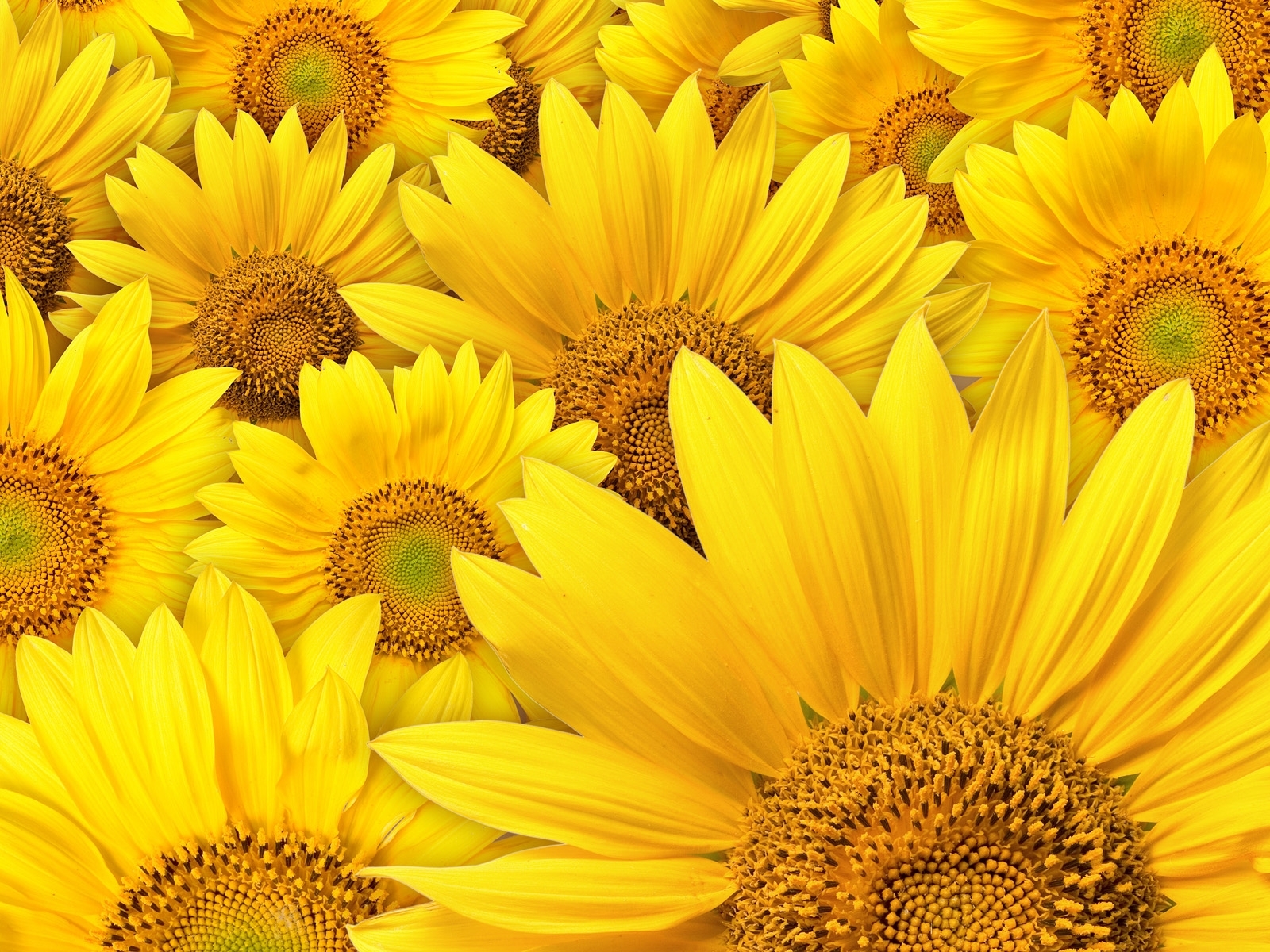sunflowers, background, plants, yellow QHD