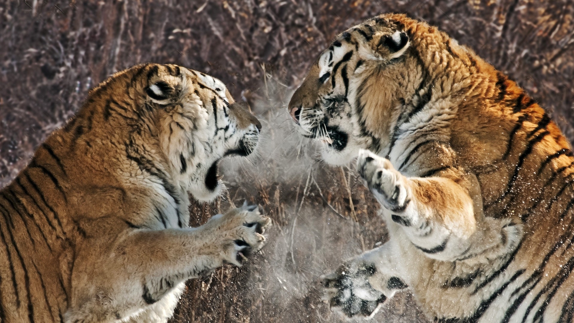 Капский Лев против Амурского тигра