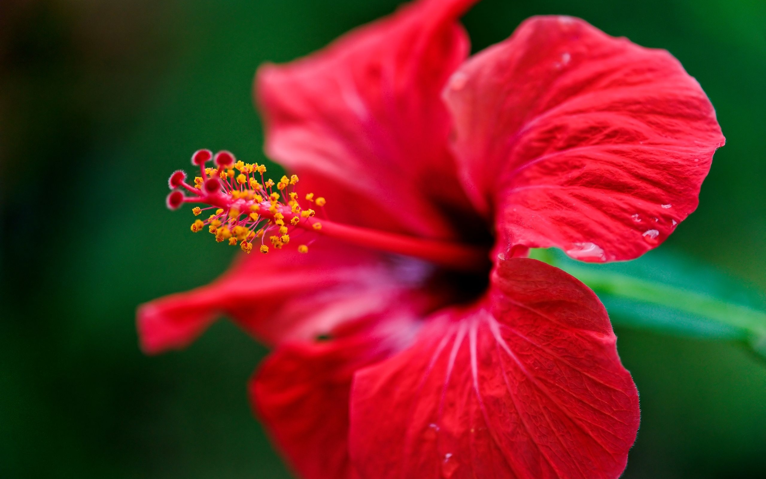 android hibiscus, earth, flower, flowers