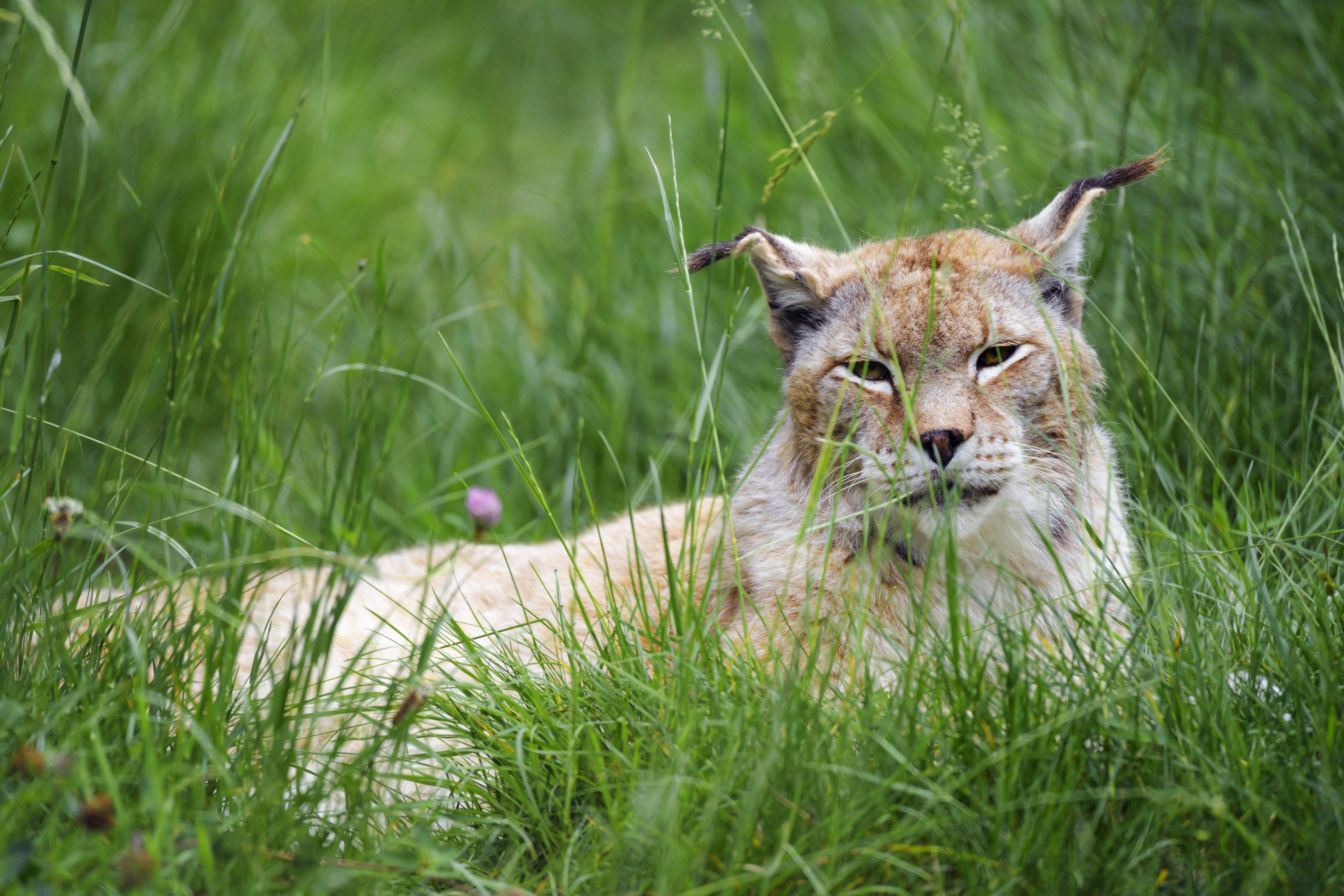 Download mobile wallpaper Grass, Opinion, Animals, Iris, Muzzle, Sight, Animal, Big Cat for free.