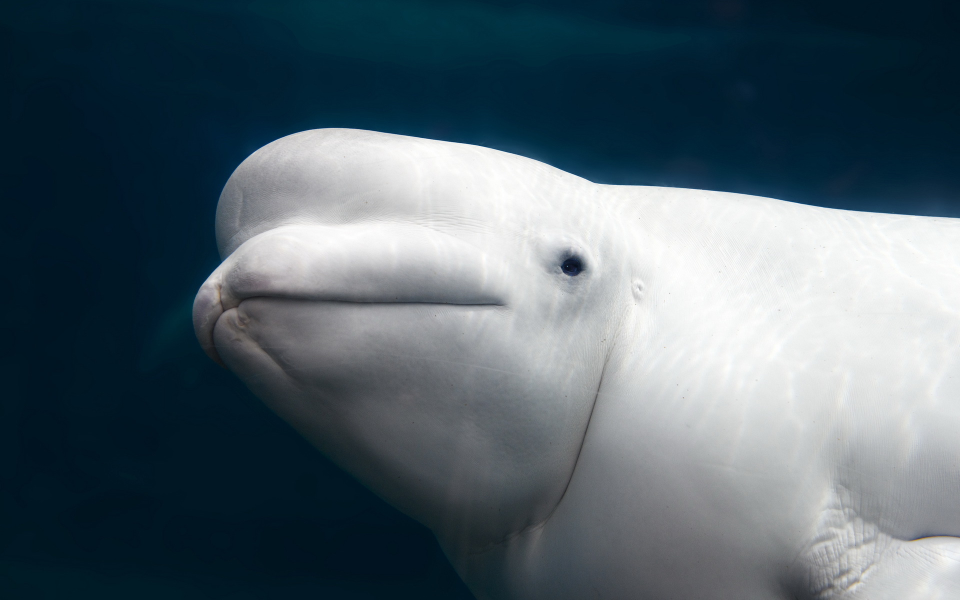 Beluga Whale Tablet HD picture