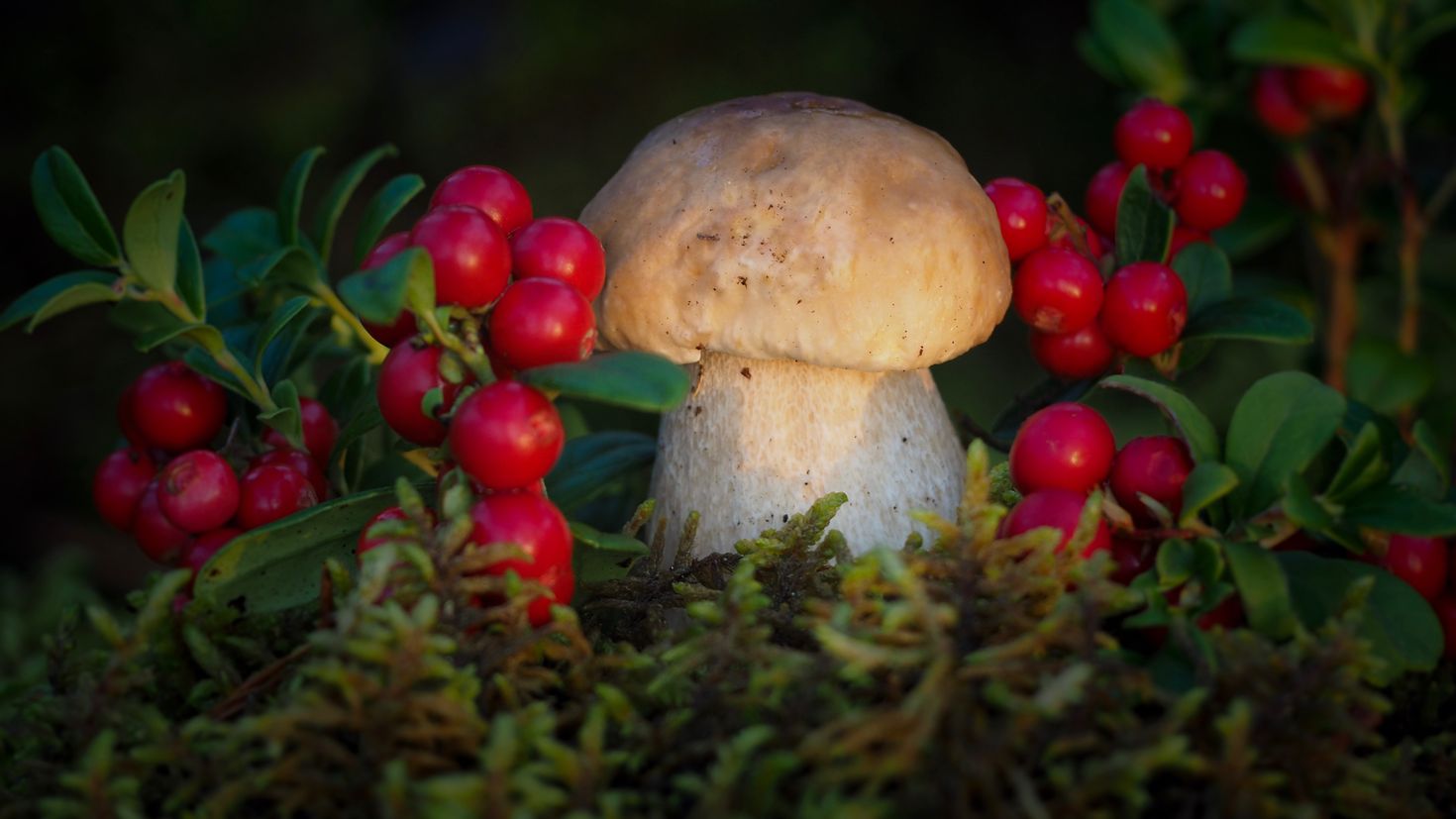 Ямал тундра ягоды грибы
