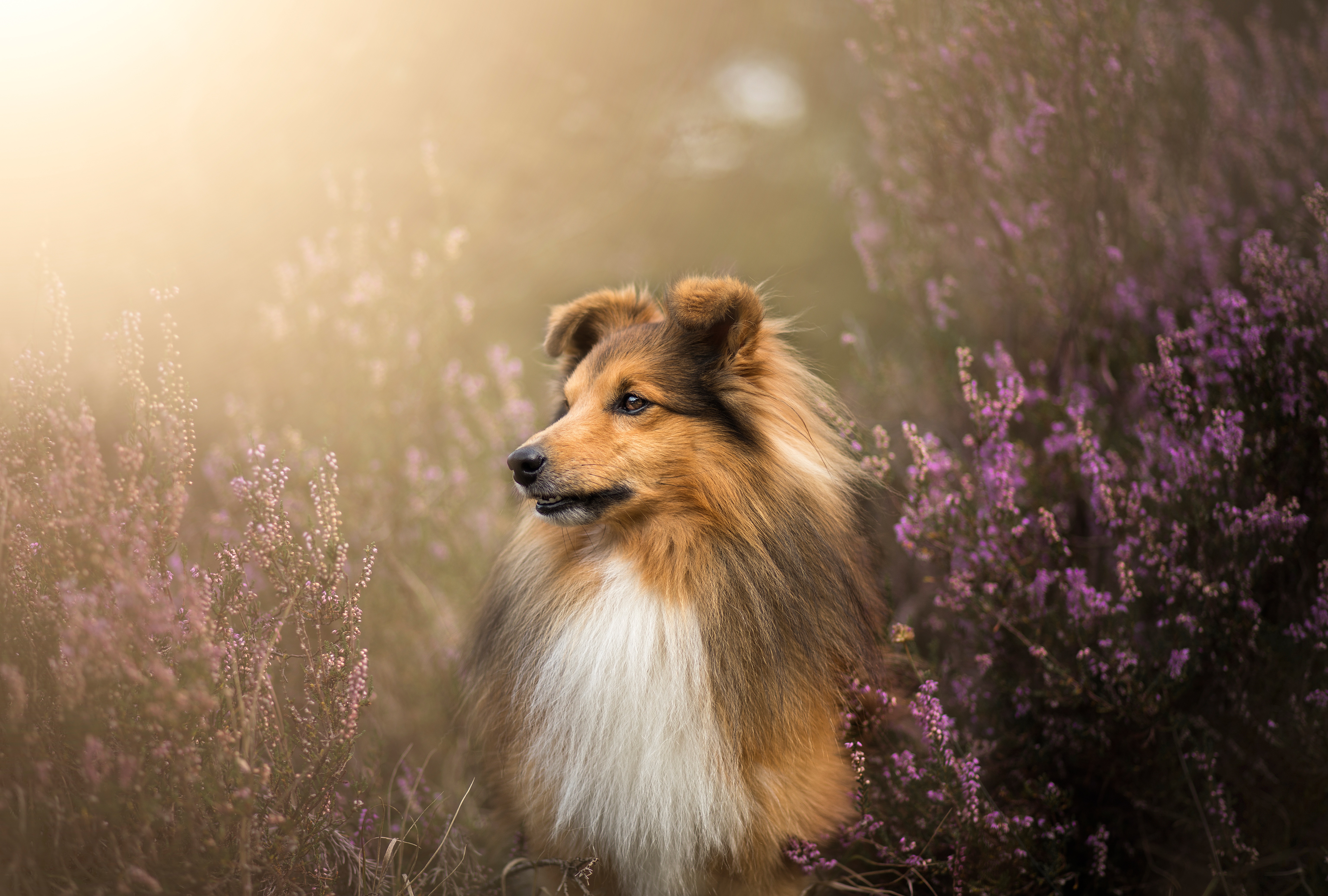 animal, shetland sheepdog, dog, flower, dogs HD wallpaper