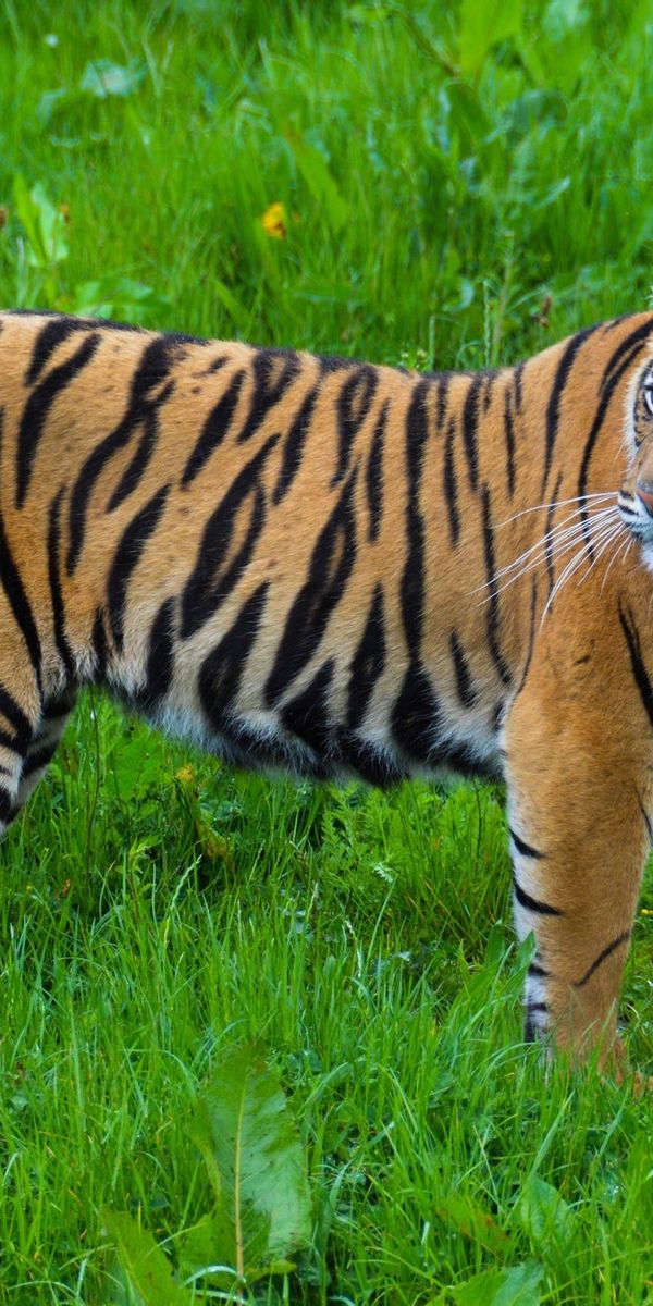 Тигр с синими полосками фото