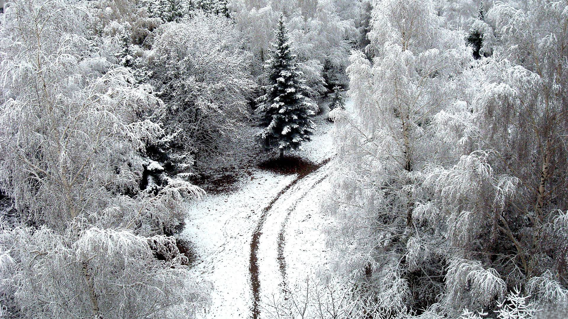 frost, winter, nature, trees, snow, road, hoarfrost, from above, above