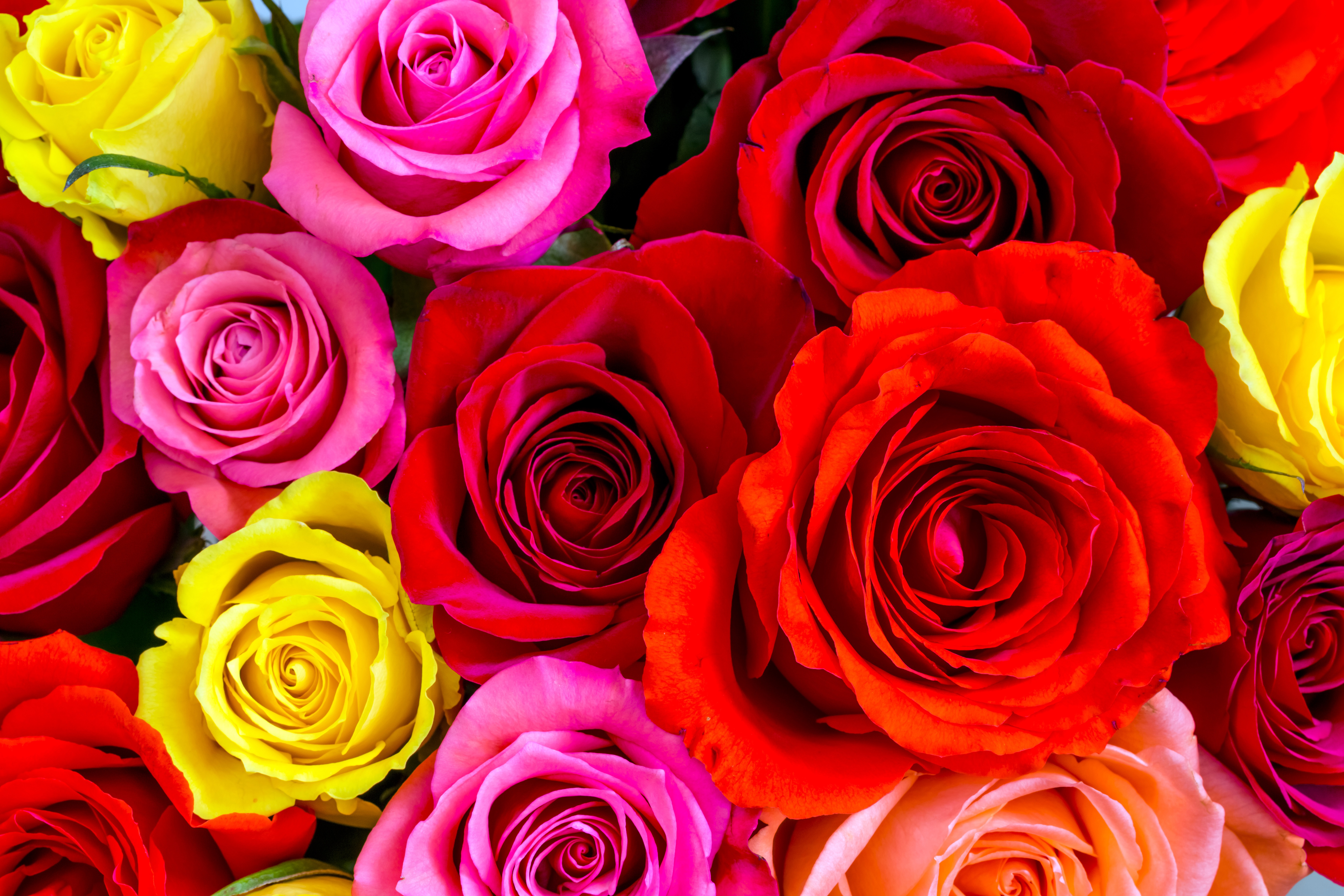 красивые цветы фото хорошего розы