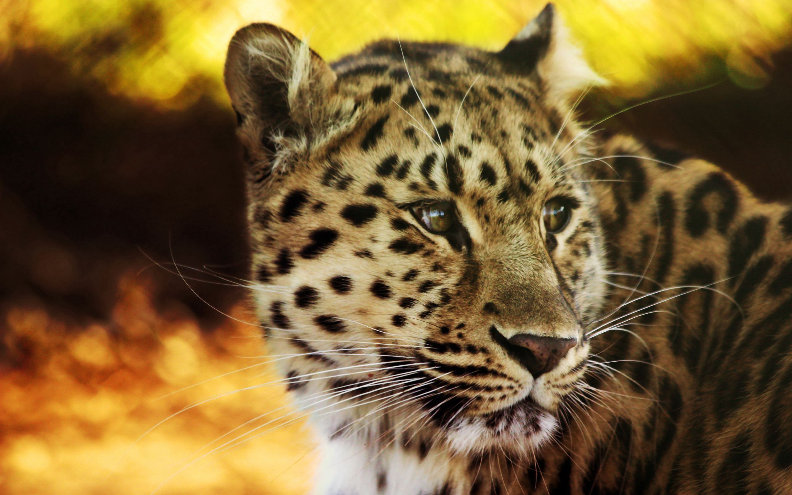 156079 Hintergrundbild herunterladen tiere, leopard, schnauze, gefleckt, fleckig, raubtier, predator, große katze, big cat - Bildschirmschoner und Bilder kostenlos
