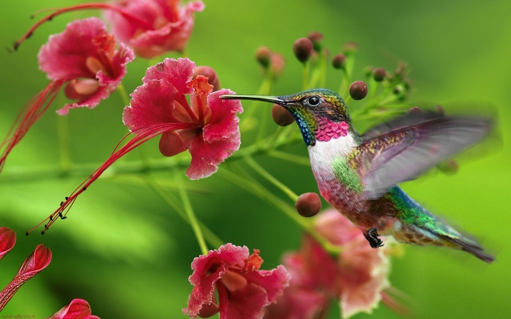 303672 baixar papel de parede beija flor, animais, aves - protetores de tela e imagens gratuitamente