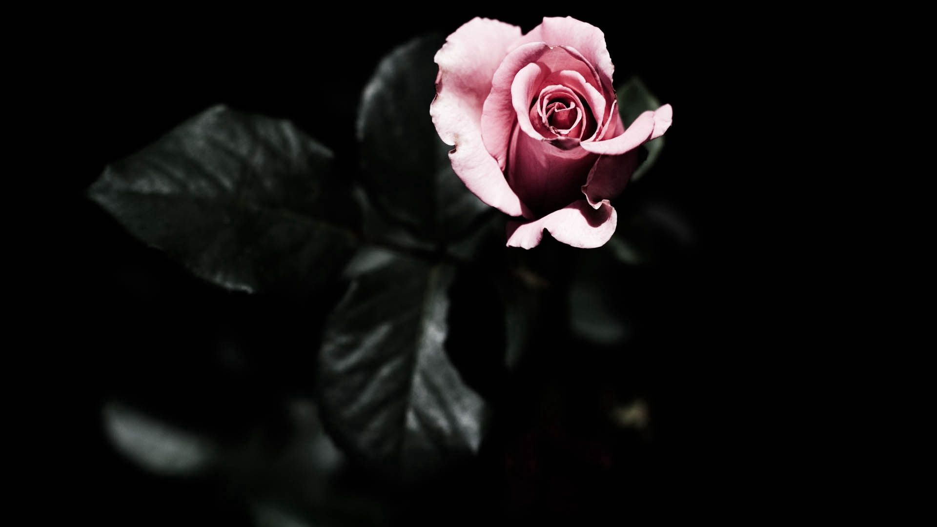 Téléchargez des papiers peints mobile Planter, Plante, Pétales, Rose, Fleurs, Une Rose gratuitement.
