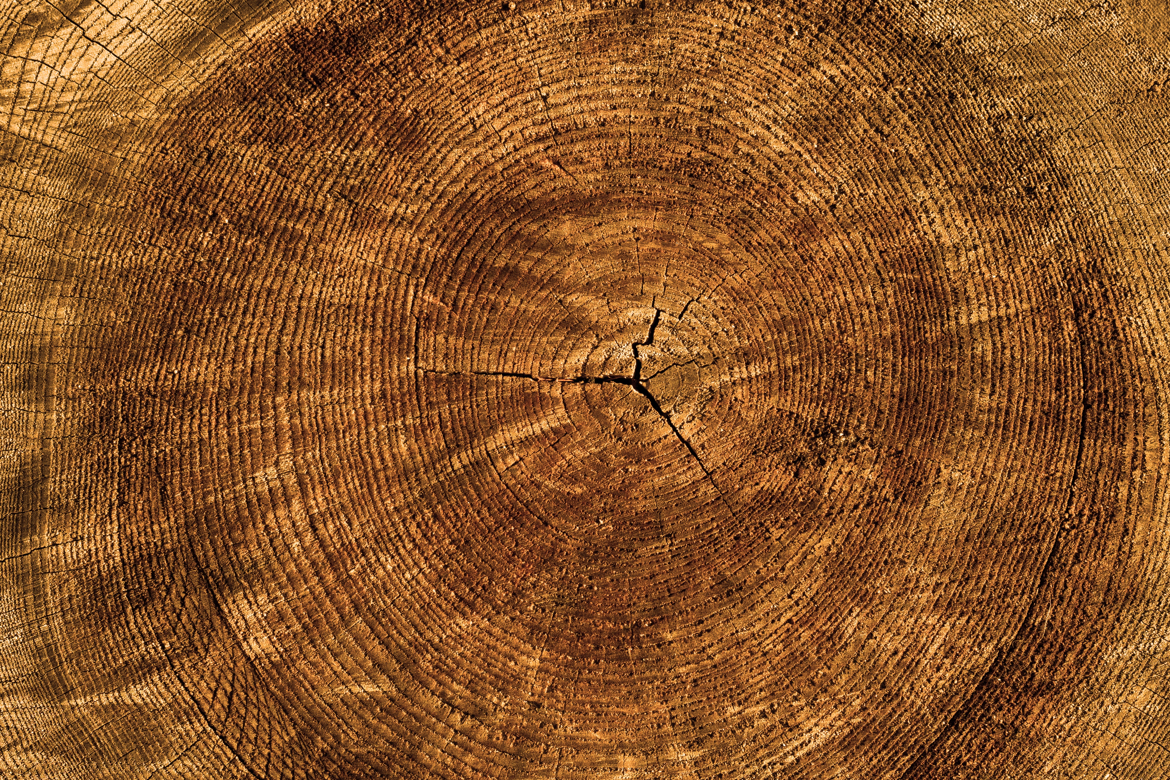 Download mobile wallpaper Wood, Trunk, Tree, Texture, Textures for free.