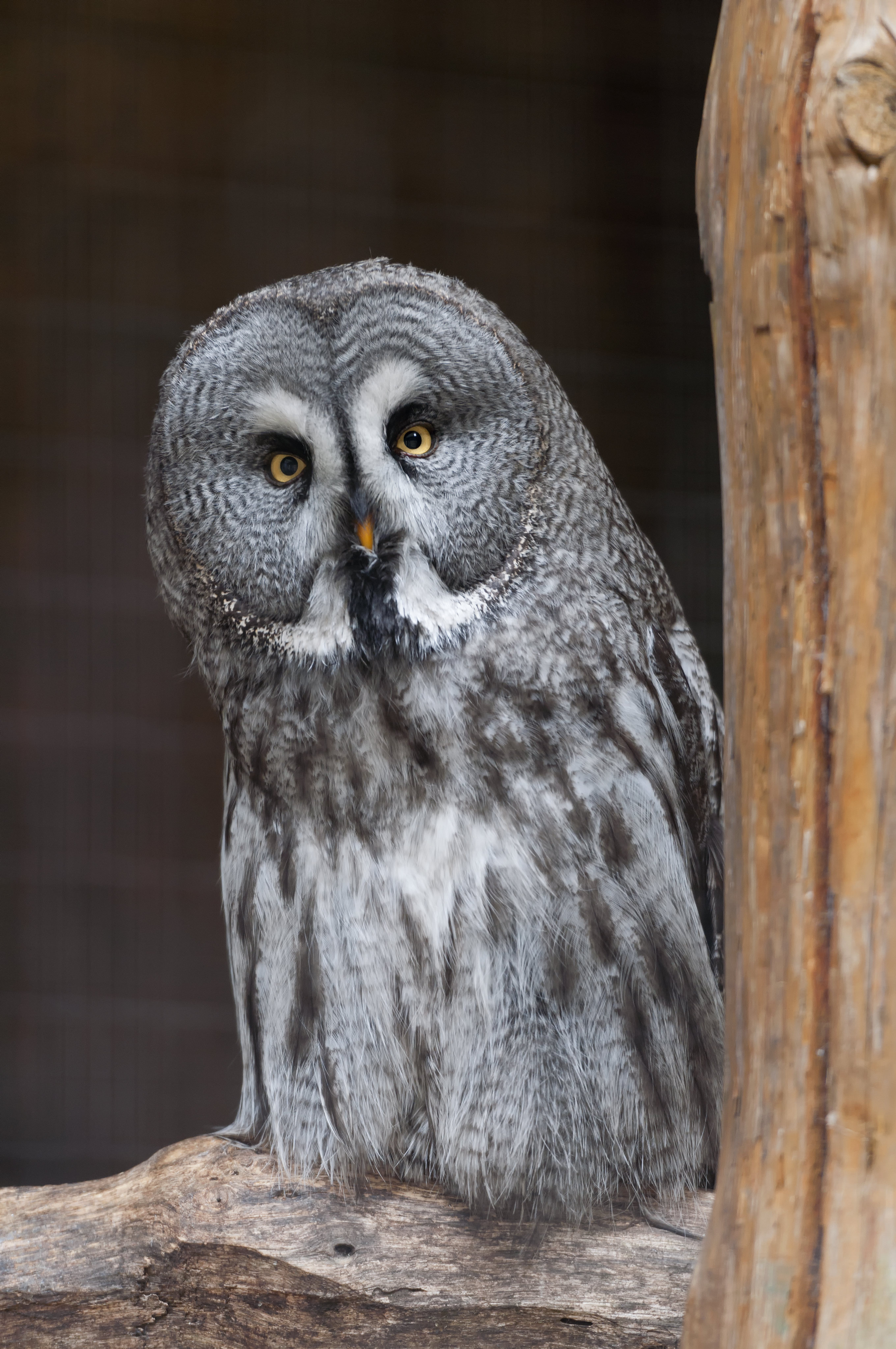 Download mobile wallpaper Sight, Opinion, Tawny Owl, Animals, Predator, Bird, Owl for free.
