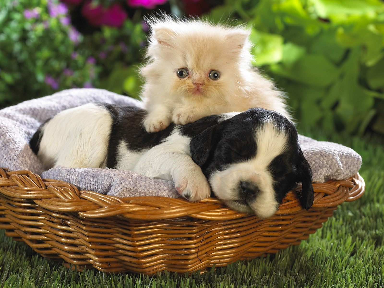 Download mobile wallpaper Dogs, Cats, Animals for free.