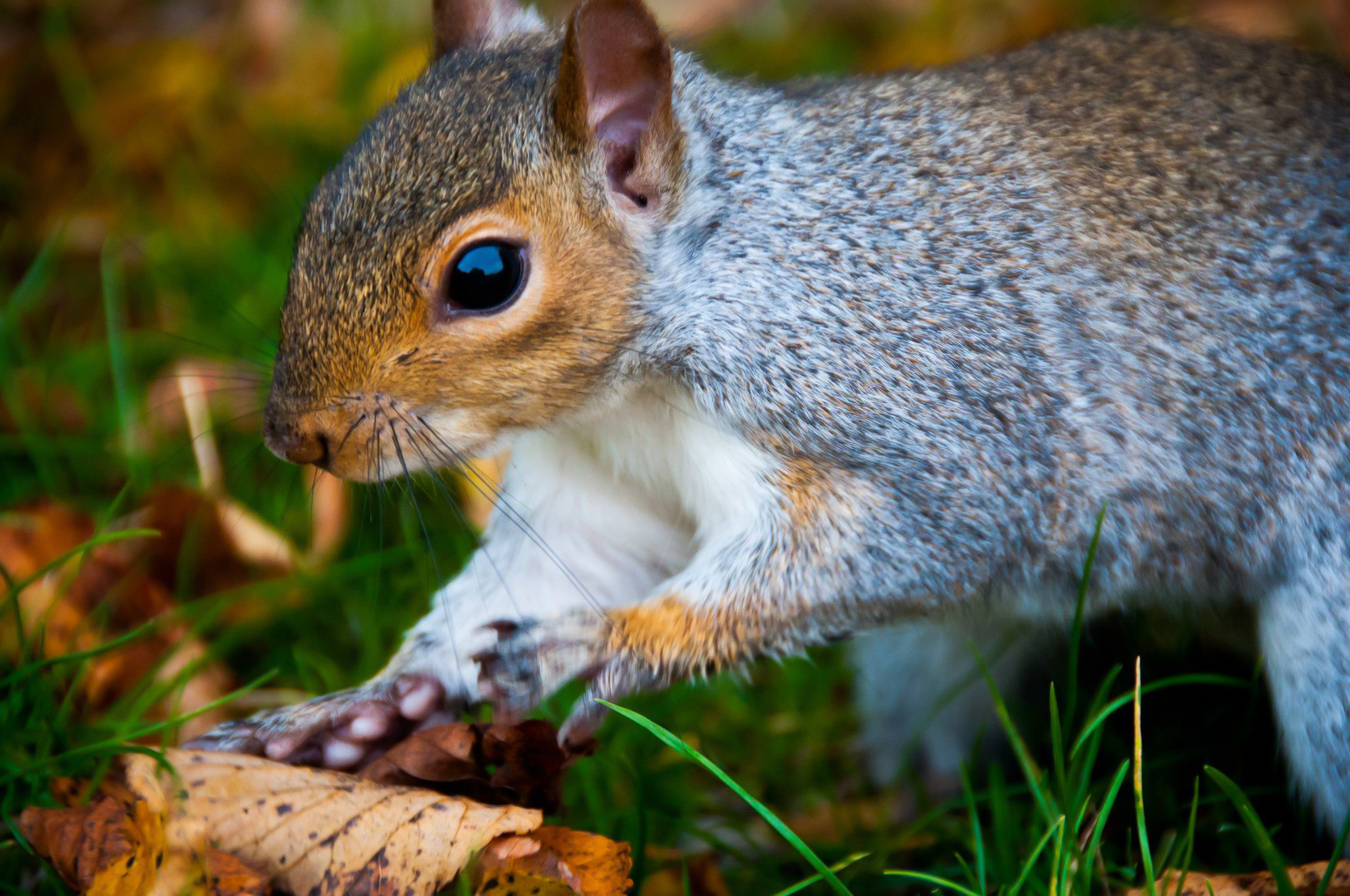 Download mobile wallpaper Nature, Squirrel, Park, Fall, Animal, Cute, Acorn, Hyde Park for free.