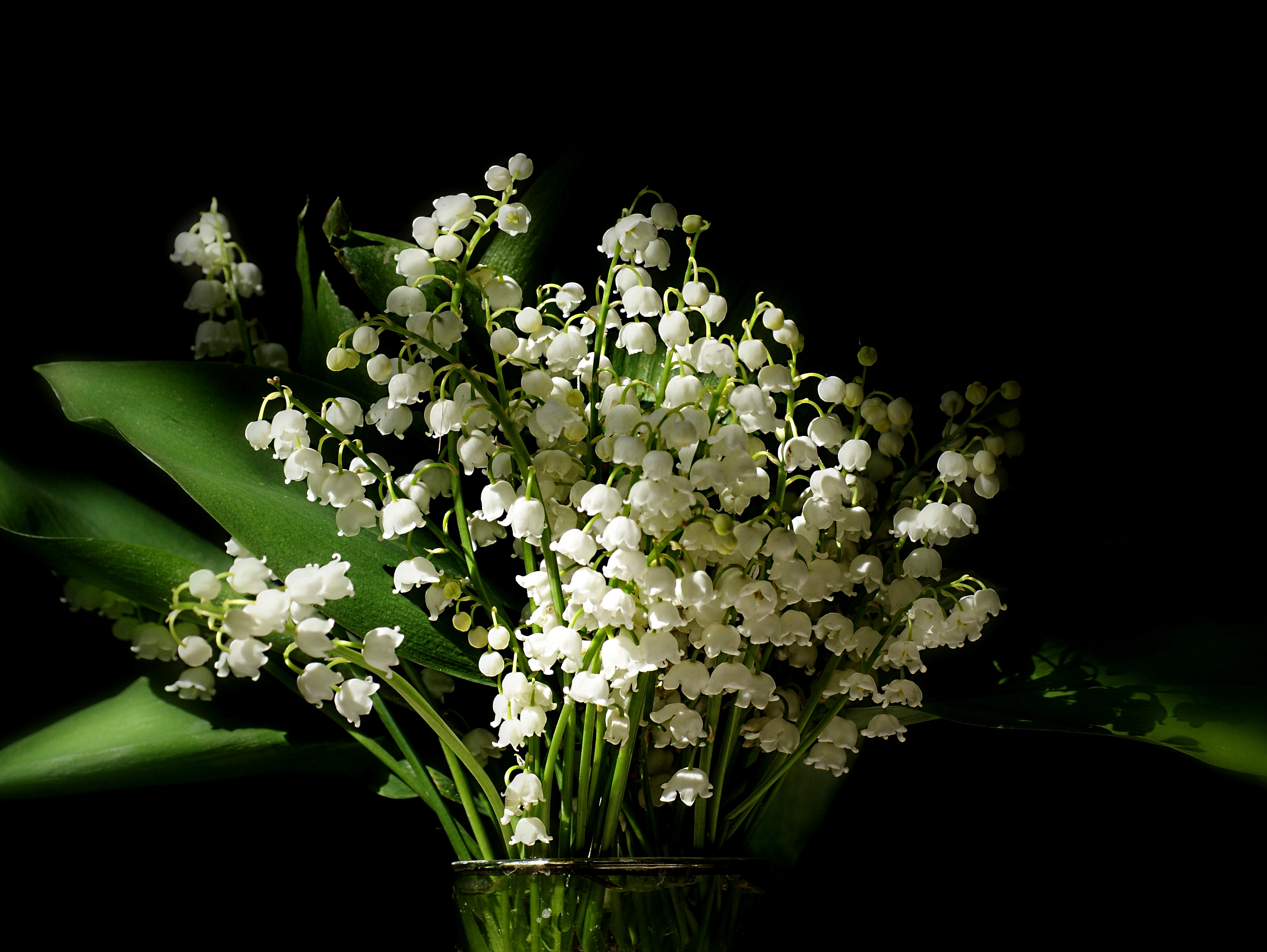 nature, flowers, earth, lily of the valley, flower, leaf Smartphone Background