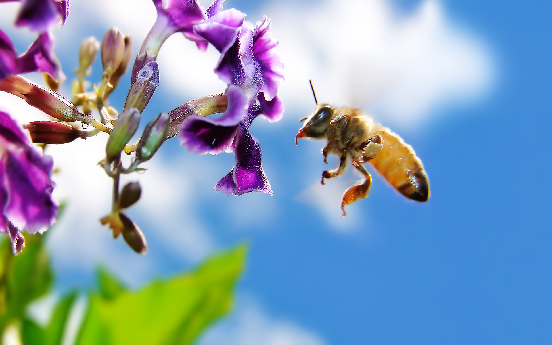 Bee Vertical Background