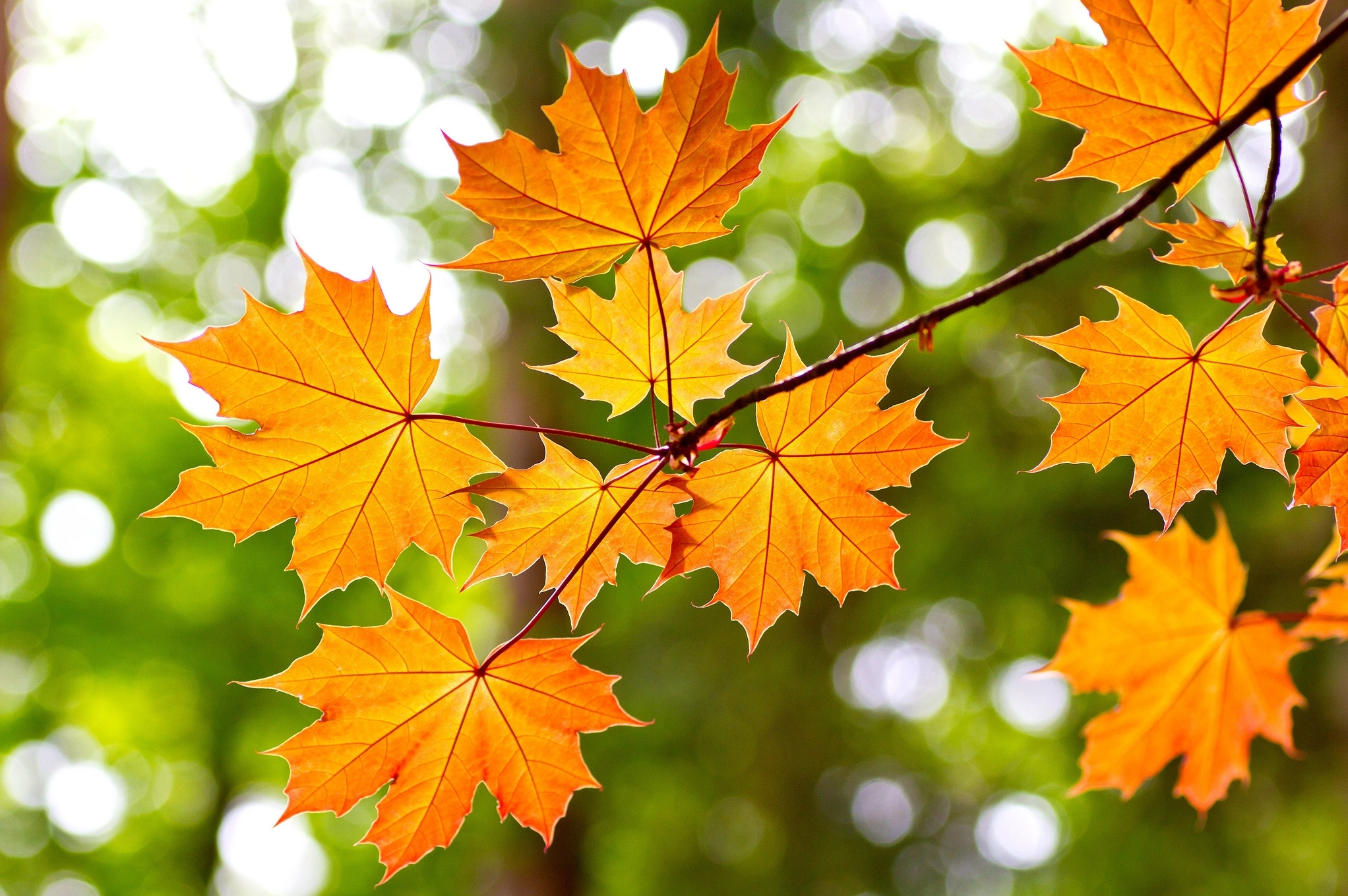 earth, leaf, bokeh, fall, maple leaf cell phone wallpapers