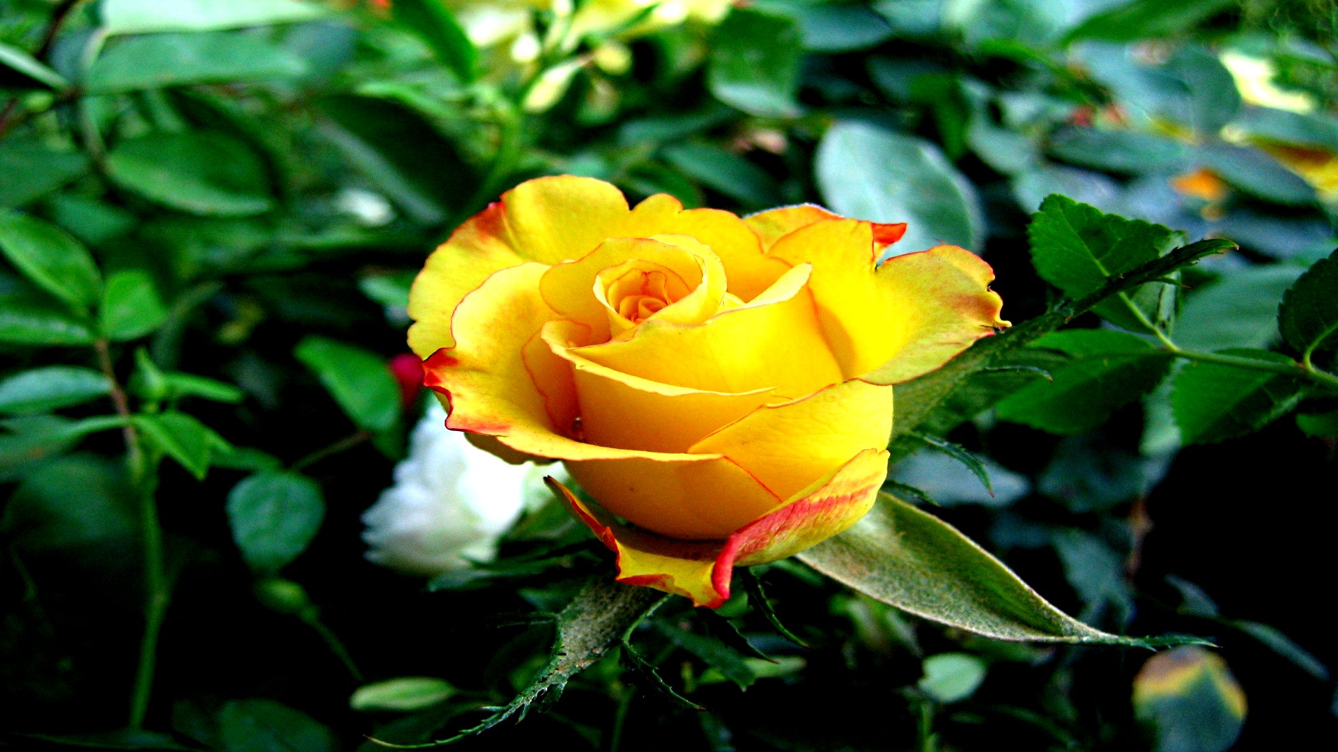 Оранжерея желтые розы