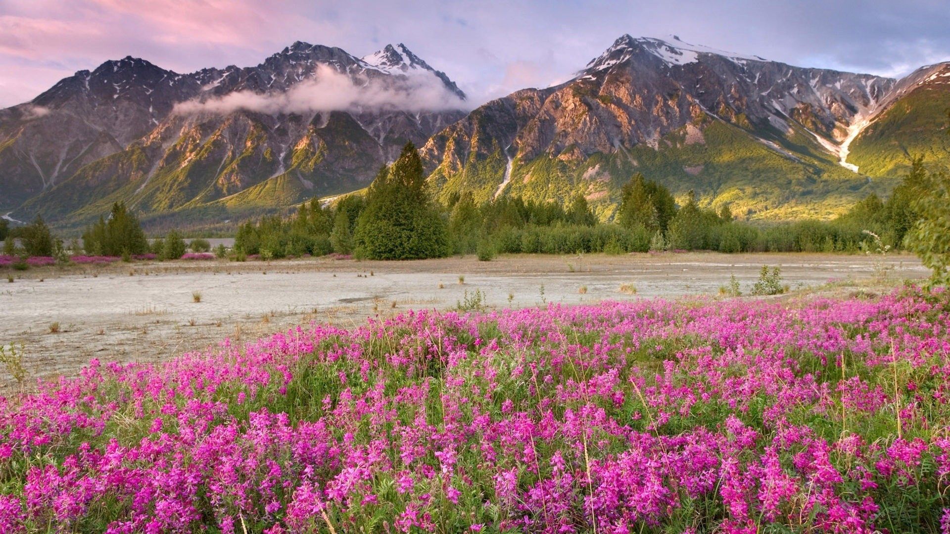 Handy-Wallpaper Mountains, Feld, Grass, Natur, Blumen kostenlos herunterladen.