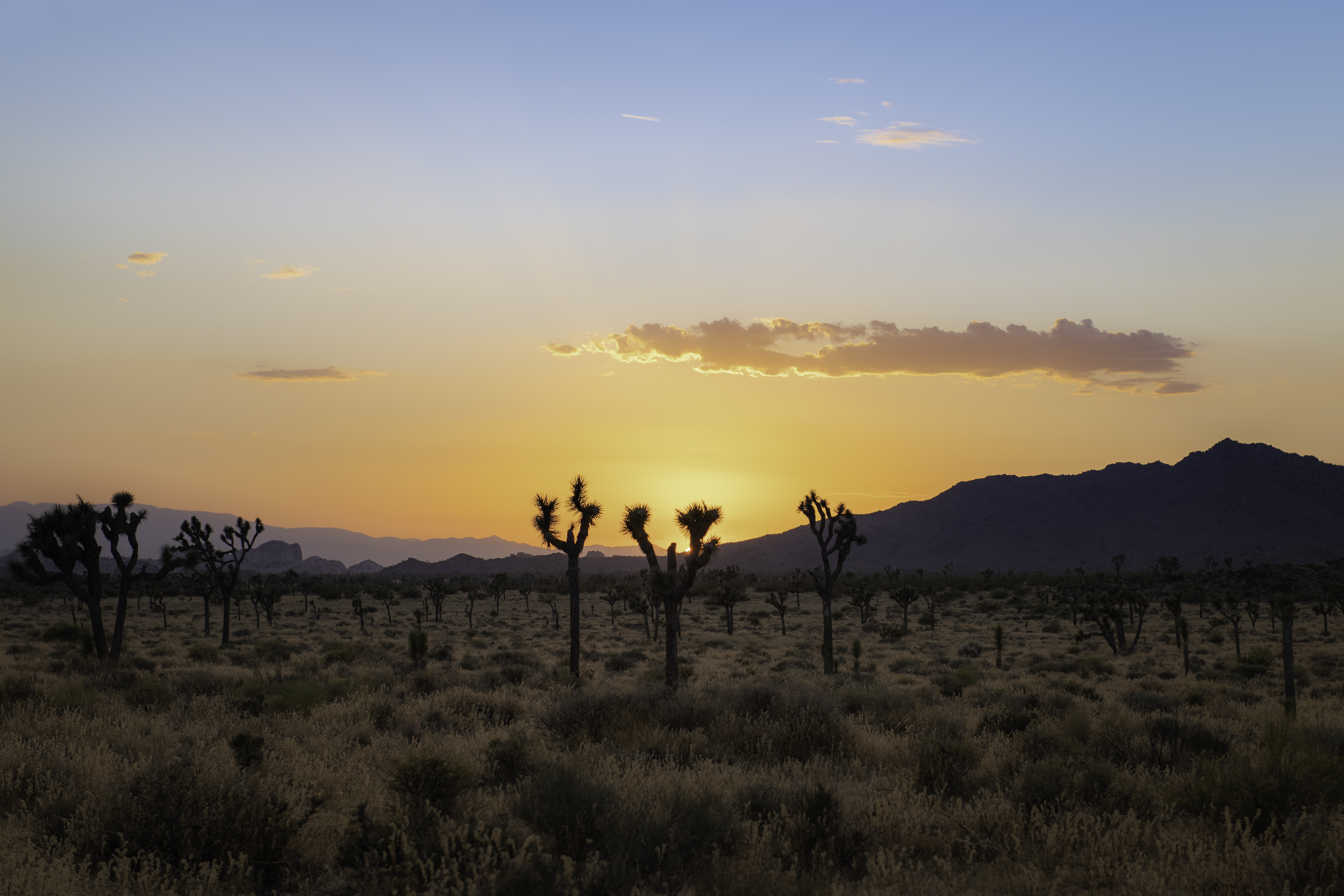 mountains, nature, cactuses, sunset, desert Desktop Wallpaper