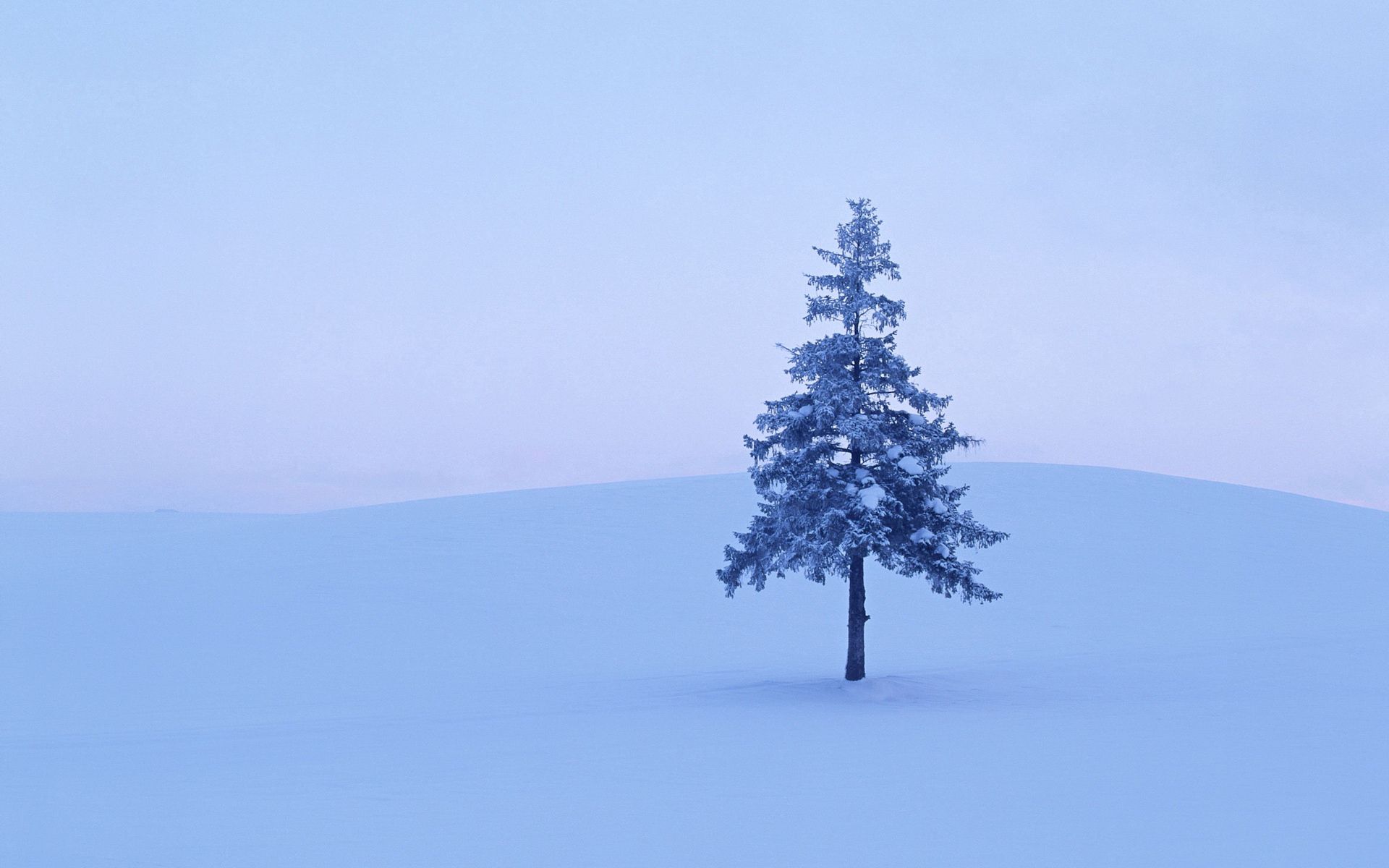 nature, winter, snow, wood, tree, field, spruce, fir, frost, hoarfrost
