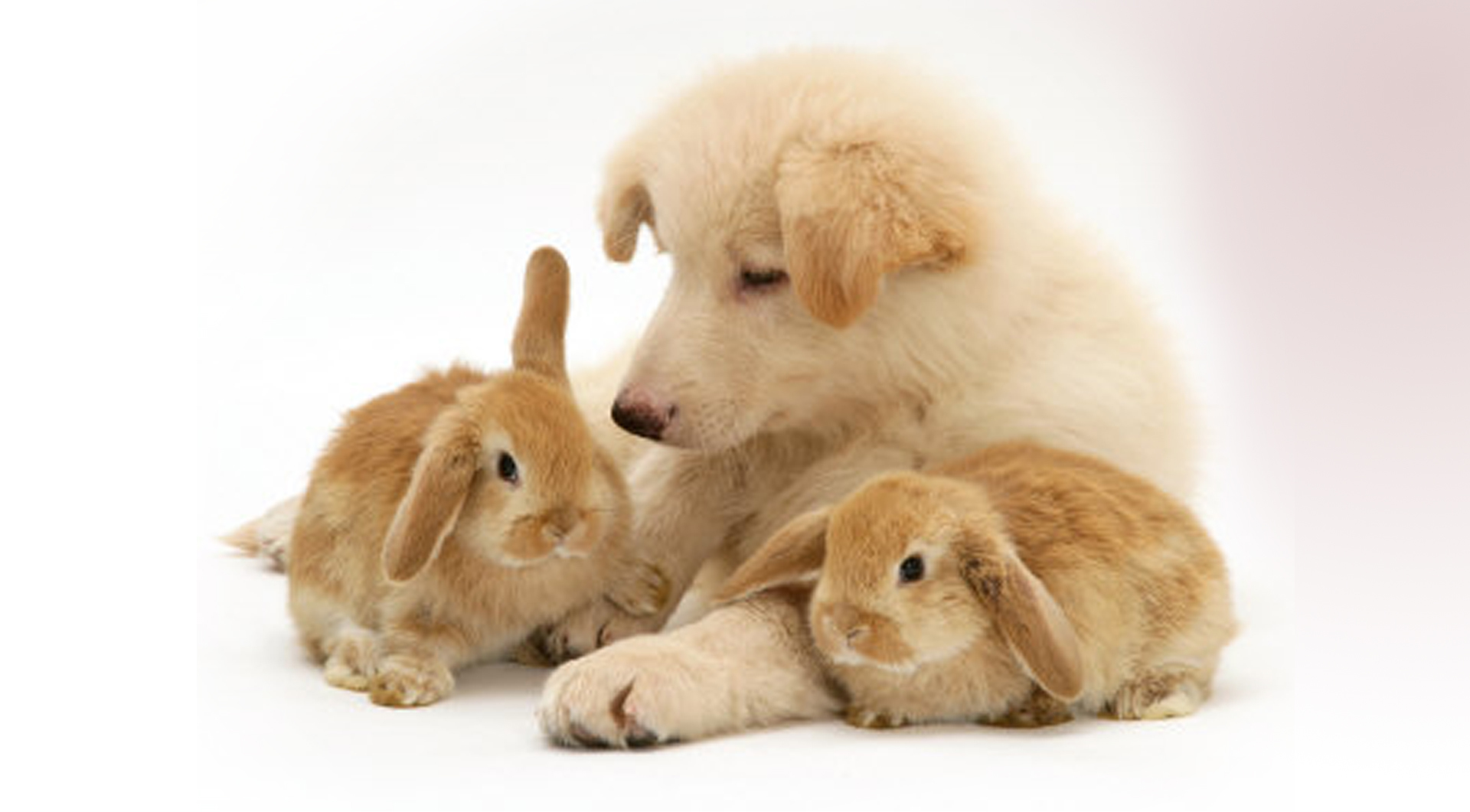 Handy-Wallpaper Tiere, Kaninchen, Hunde kostenlos herunterladen.