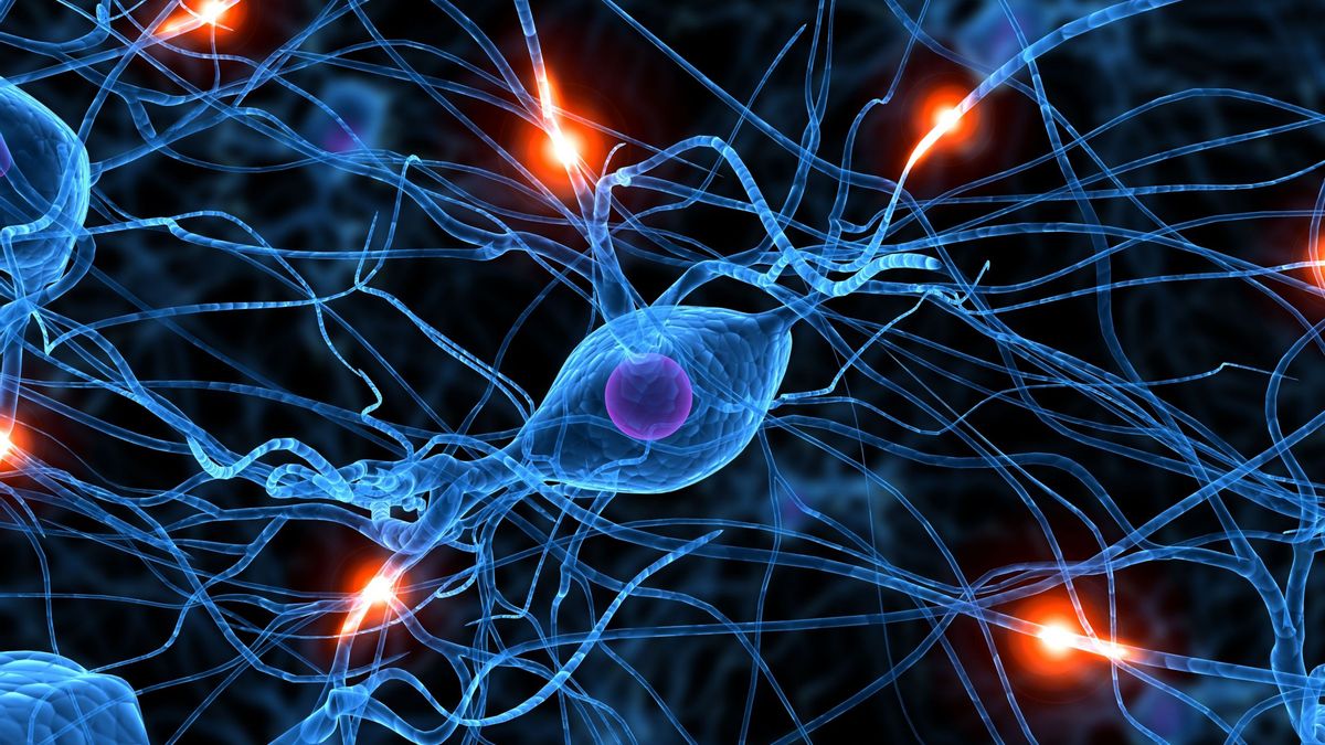 Нейрональные механизмы (клеточные) памяти