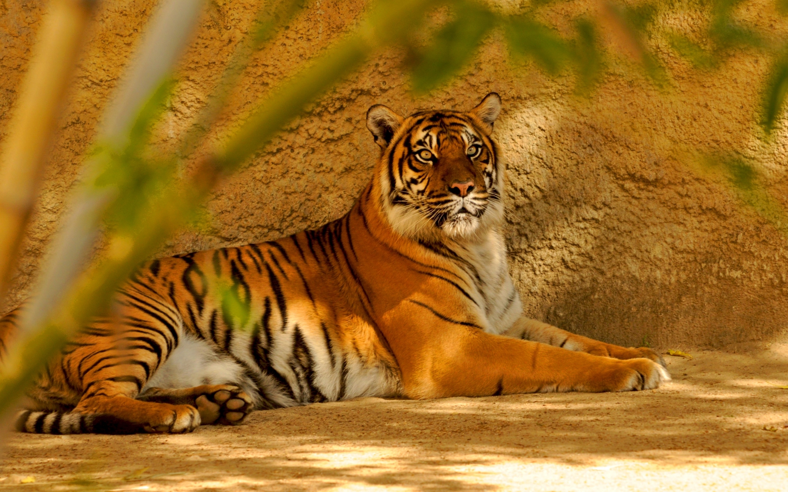 HD wallpaper tigers, animals, orange