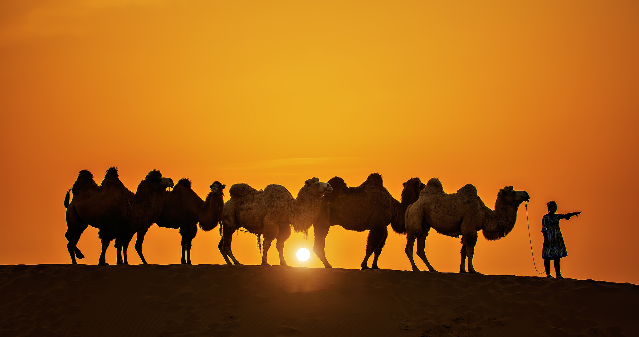 985323 descargar fondo de pantalla animales, camello, caravana, silueta, sol, atardecer: protectores de pantalla e imágenes gratis